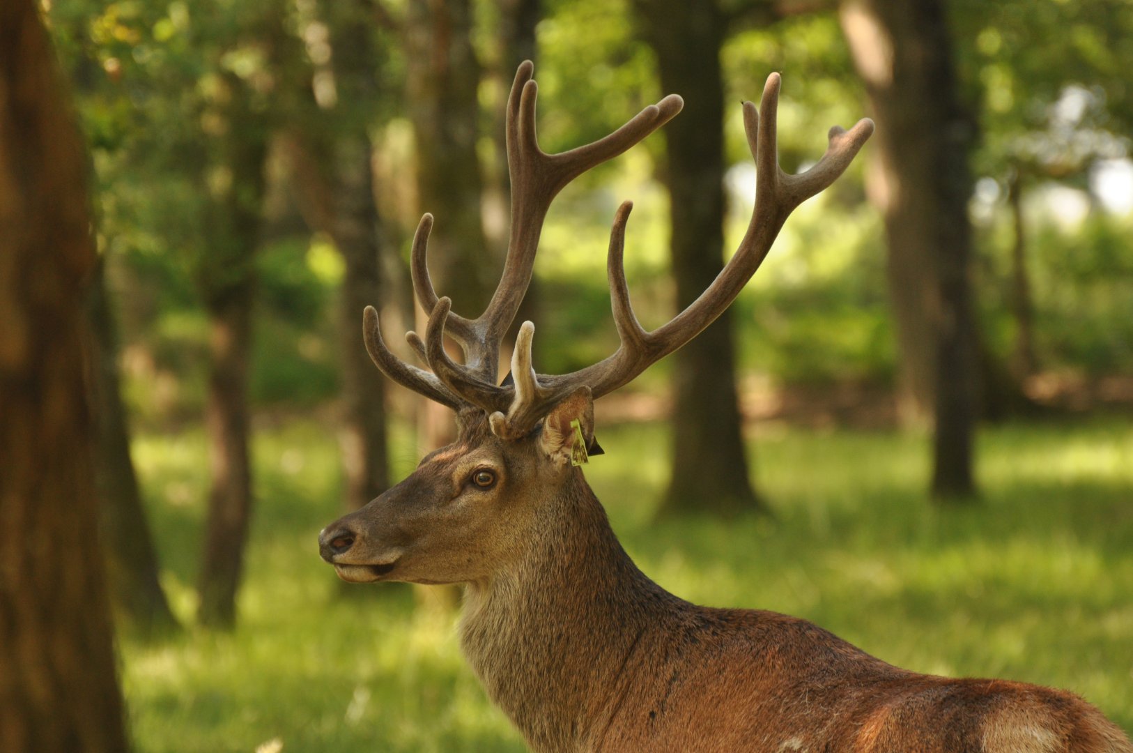 Red deer (Cervus elaphus)