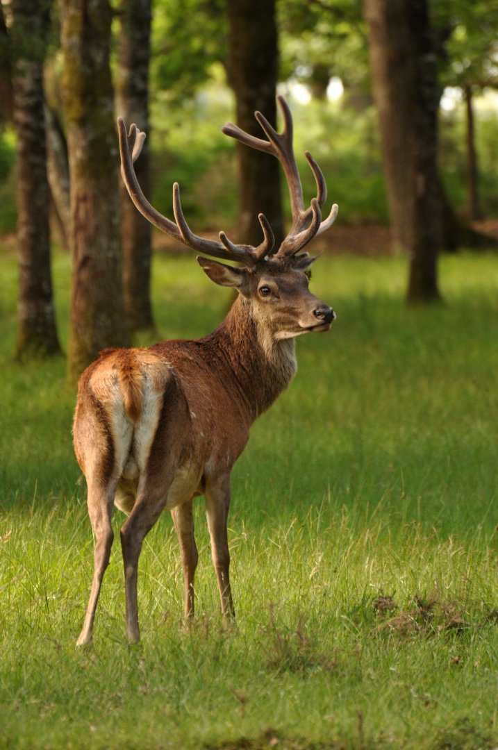 Red deer (Cervus elaphus)