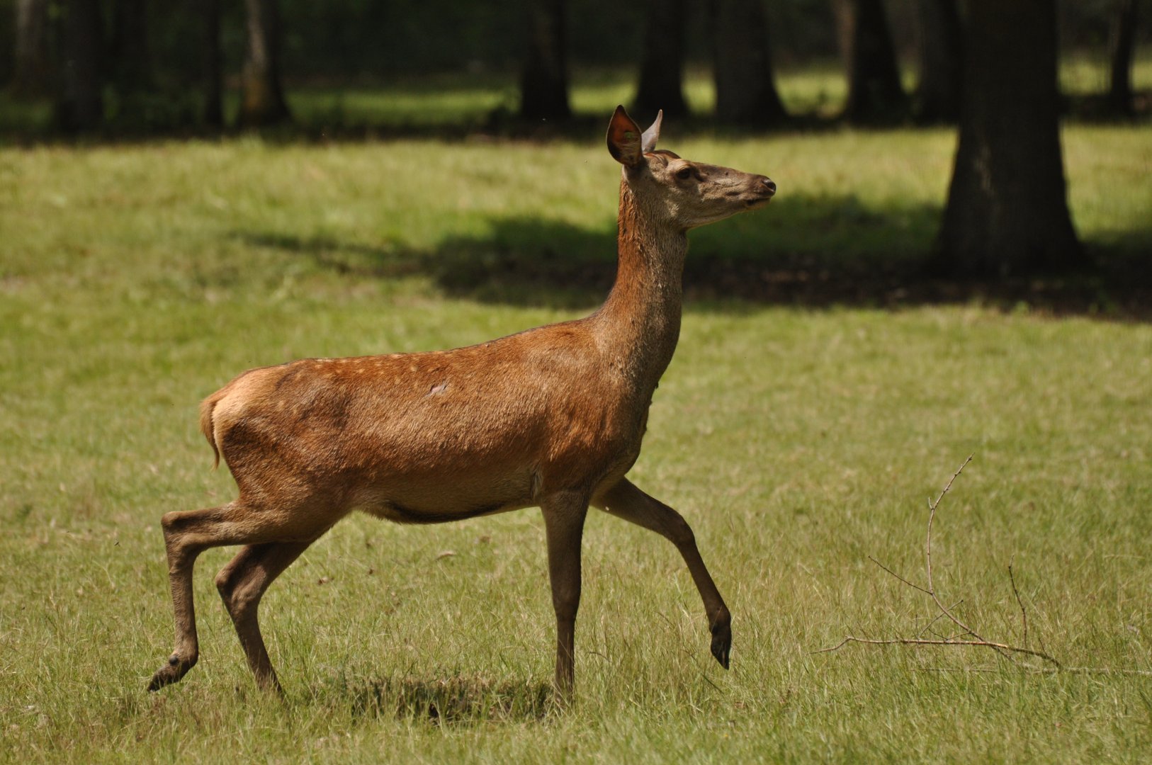 Red deer (Cervus elaphus)