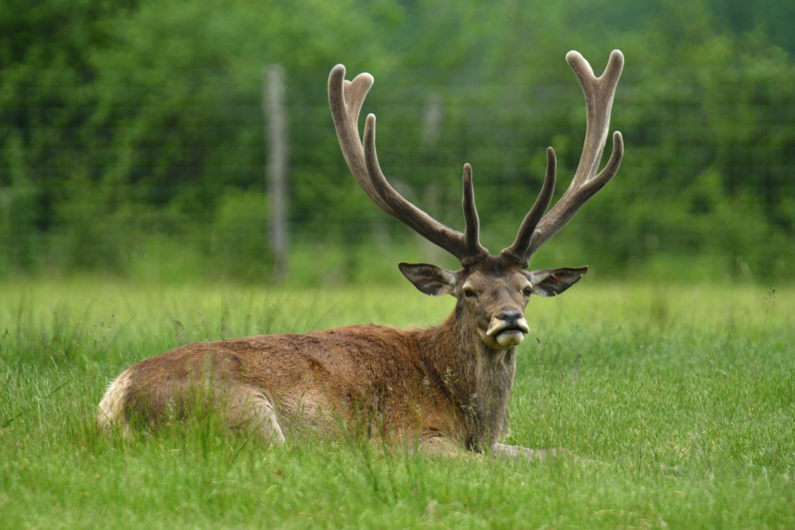 Red deer (Cervus elaphus)
