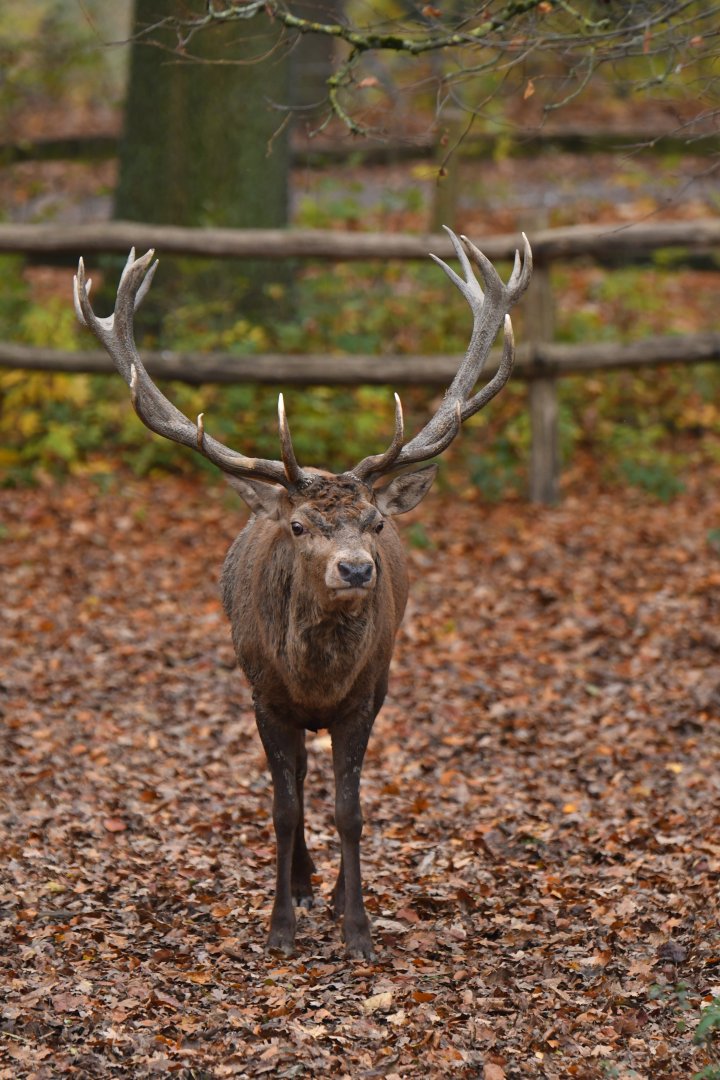 Red deer (Cervus elaphus)