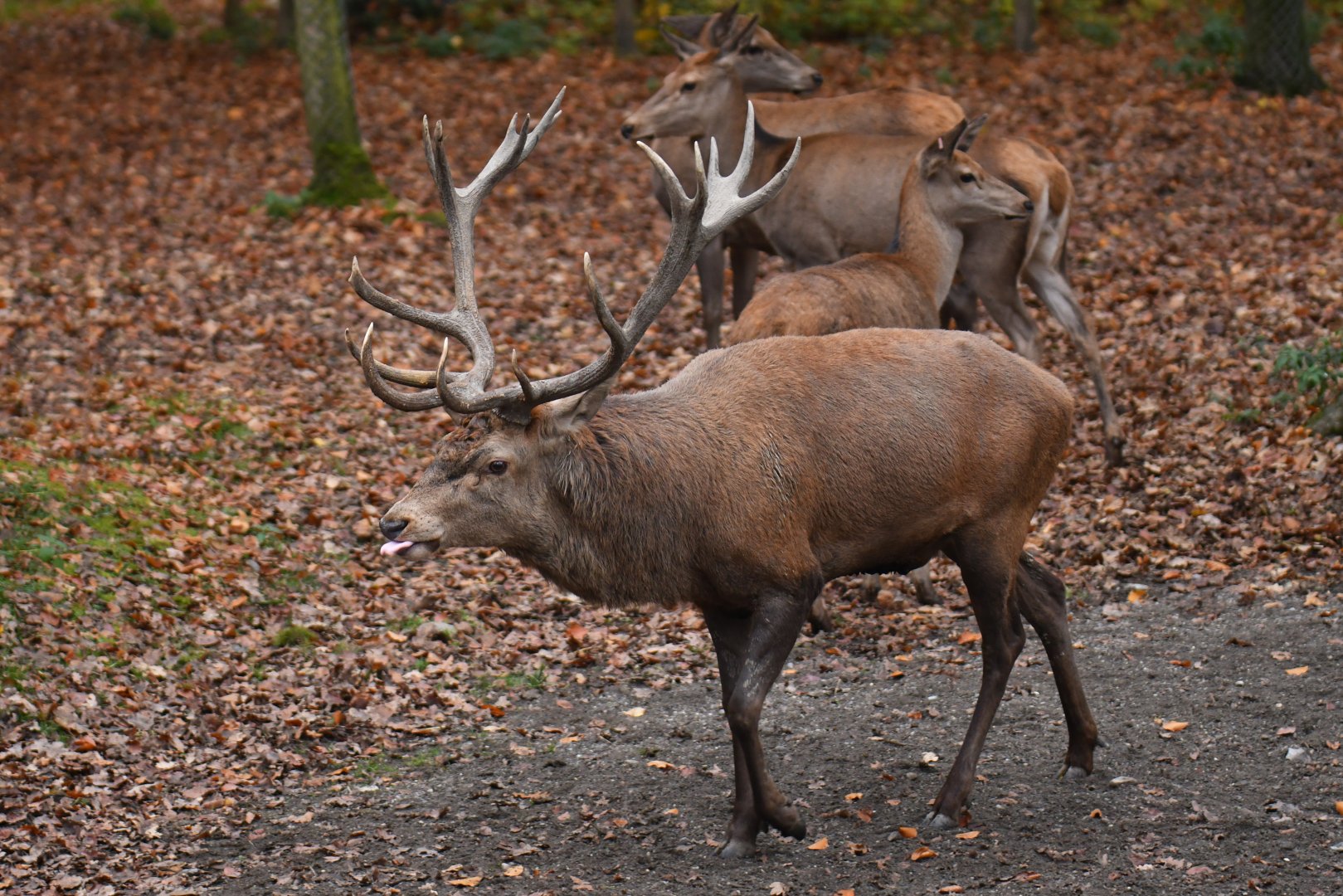 Red deer (Cervus elaphus)