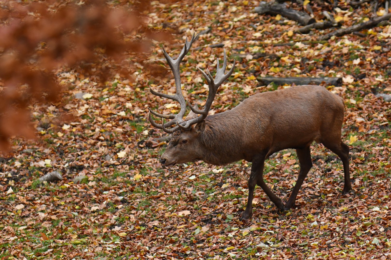 Red deer (Cervus elaphus)