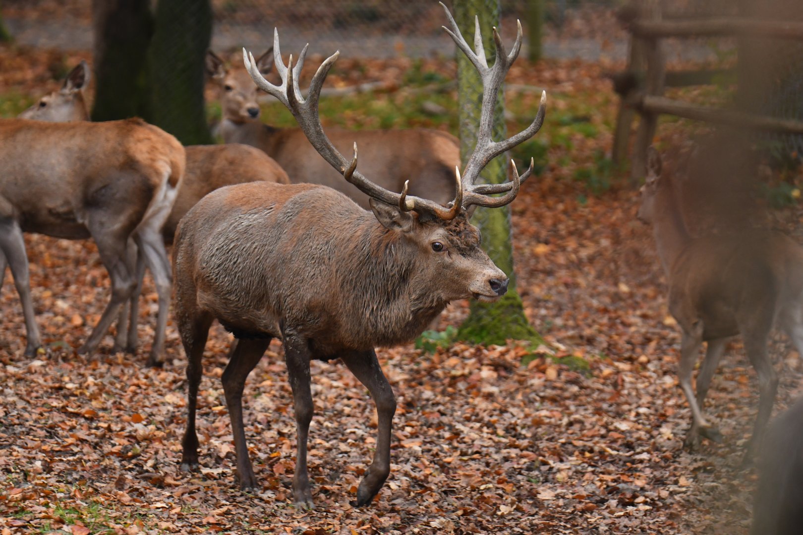 Red deer (Cervus elaphus)