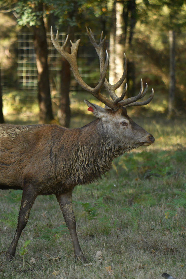 Red deer (Cervus elaphus)