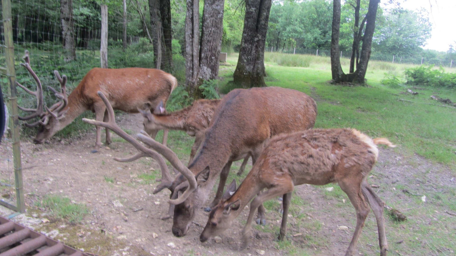 Red deer (Cervus elaphus)