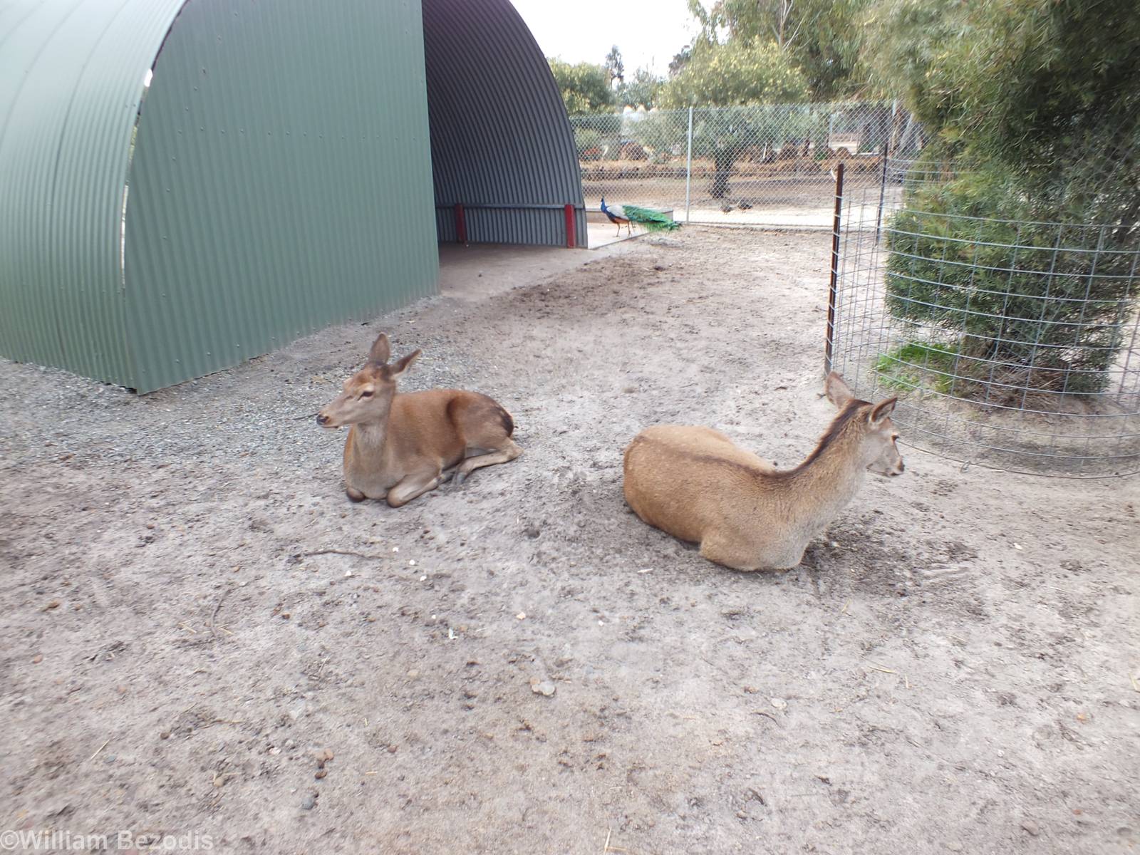 Red Deer - Cohunu Koala Park