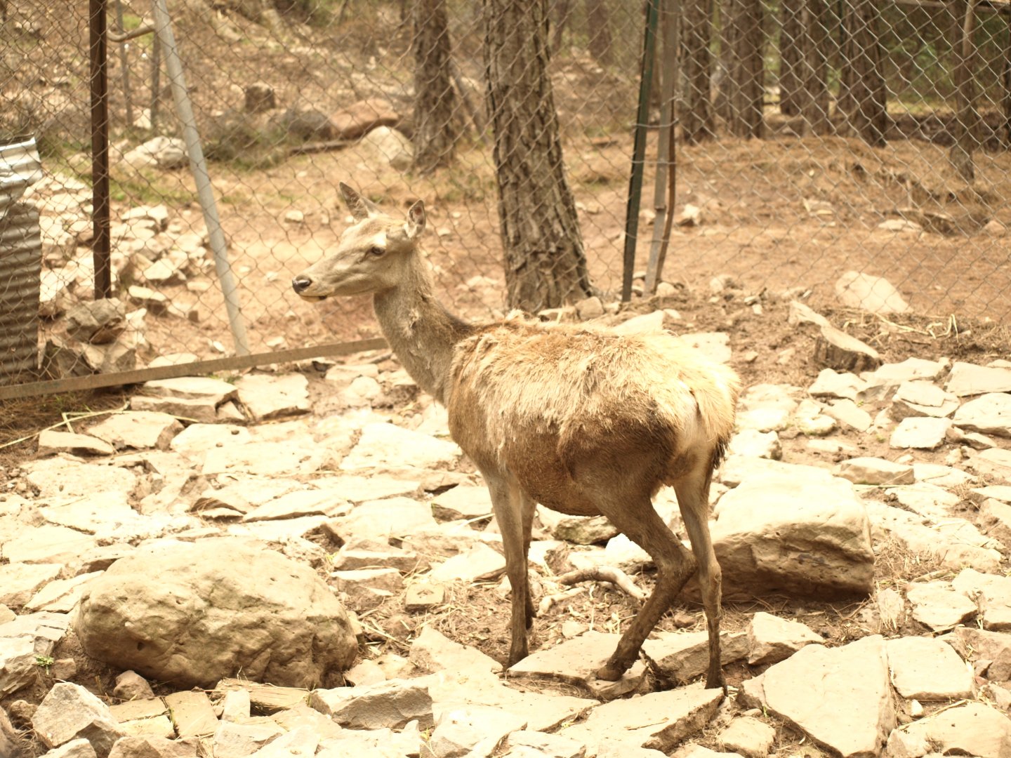 Red deer doe - Bansra Gali Wildlife Park 10/7/2018