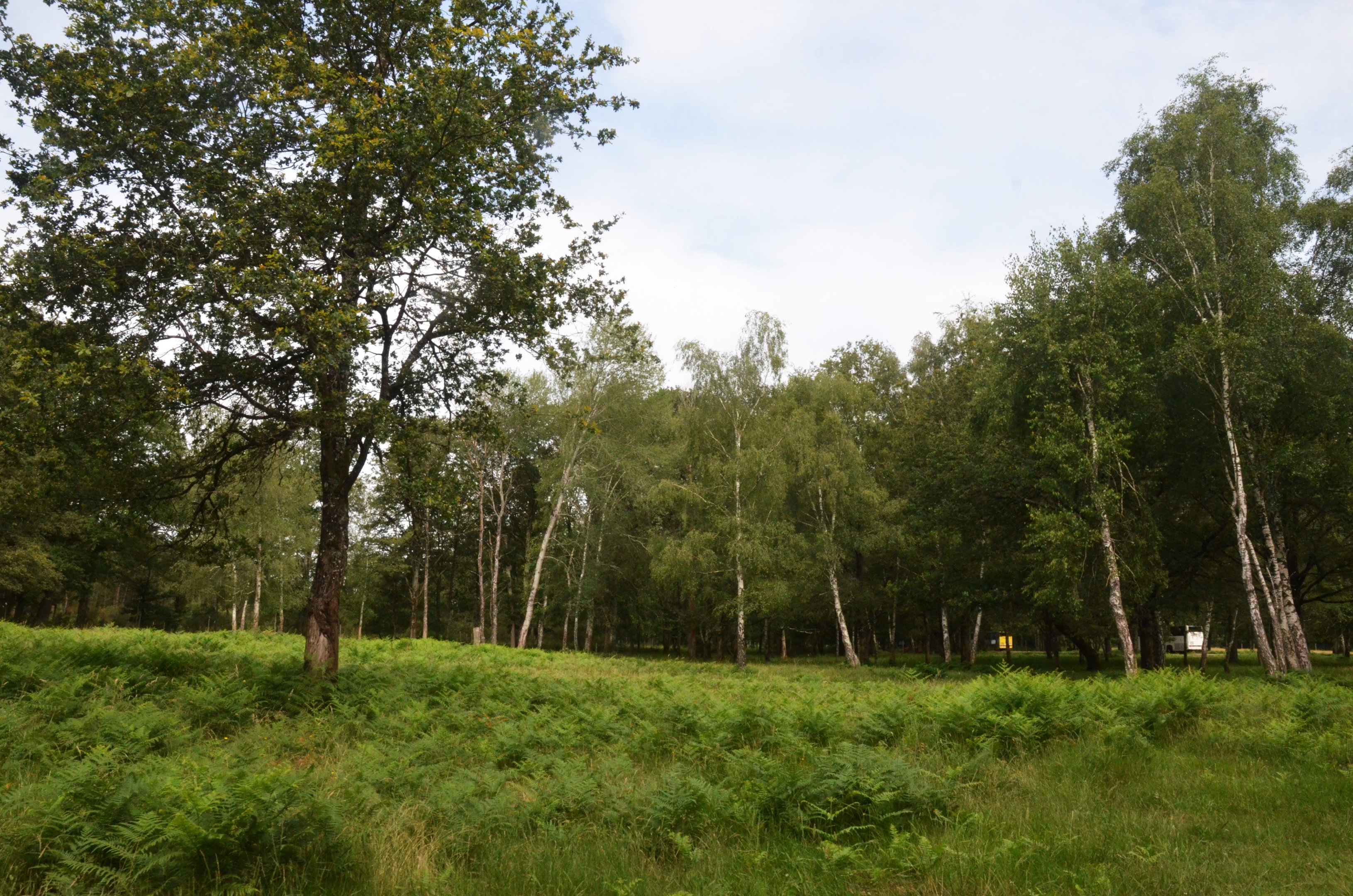Red Deer Drive-through at Haute-Touche, 14/06/18