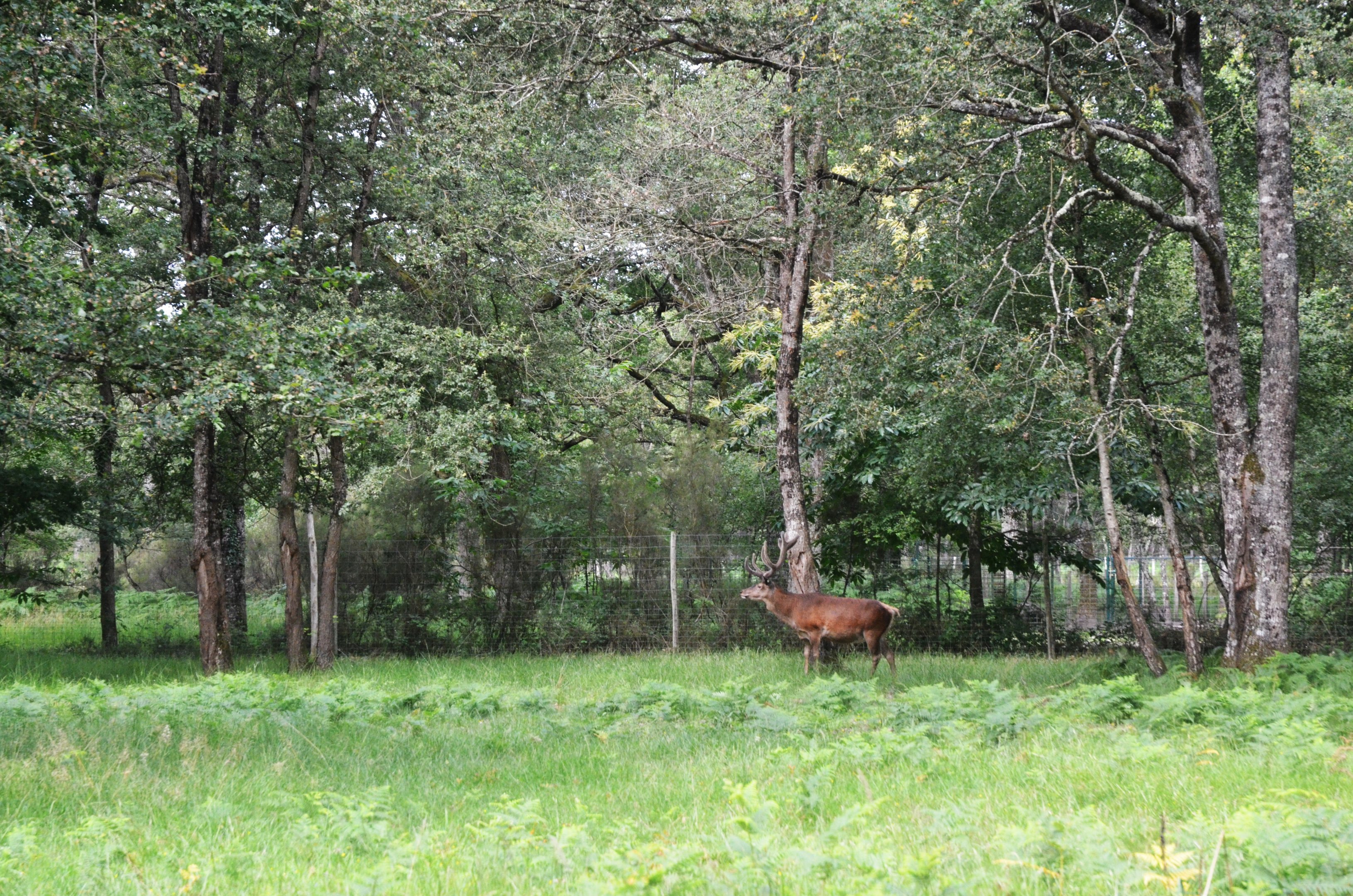 Red Deer Drive-through at Haute-Touche, 14/06/18
