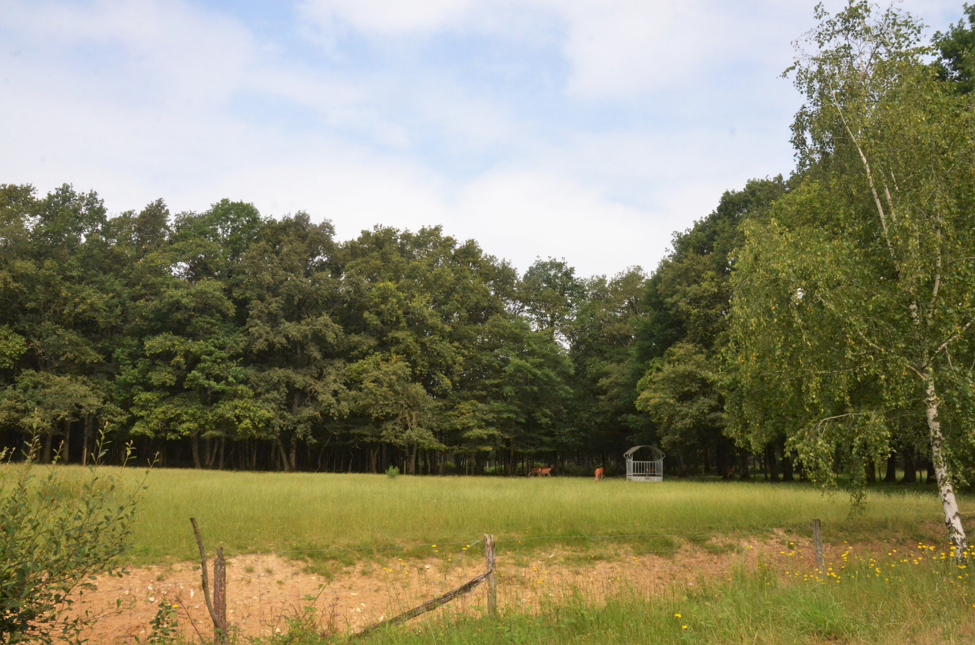 Red Deer Enclosure at Haute-Touche, 14/06/18