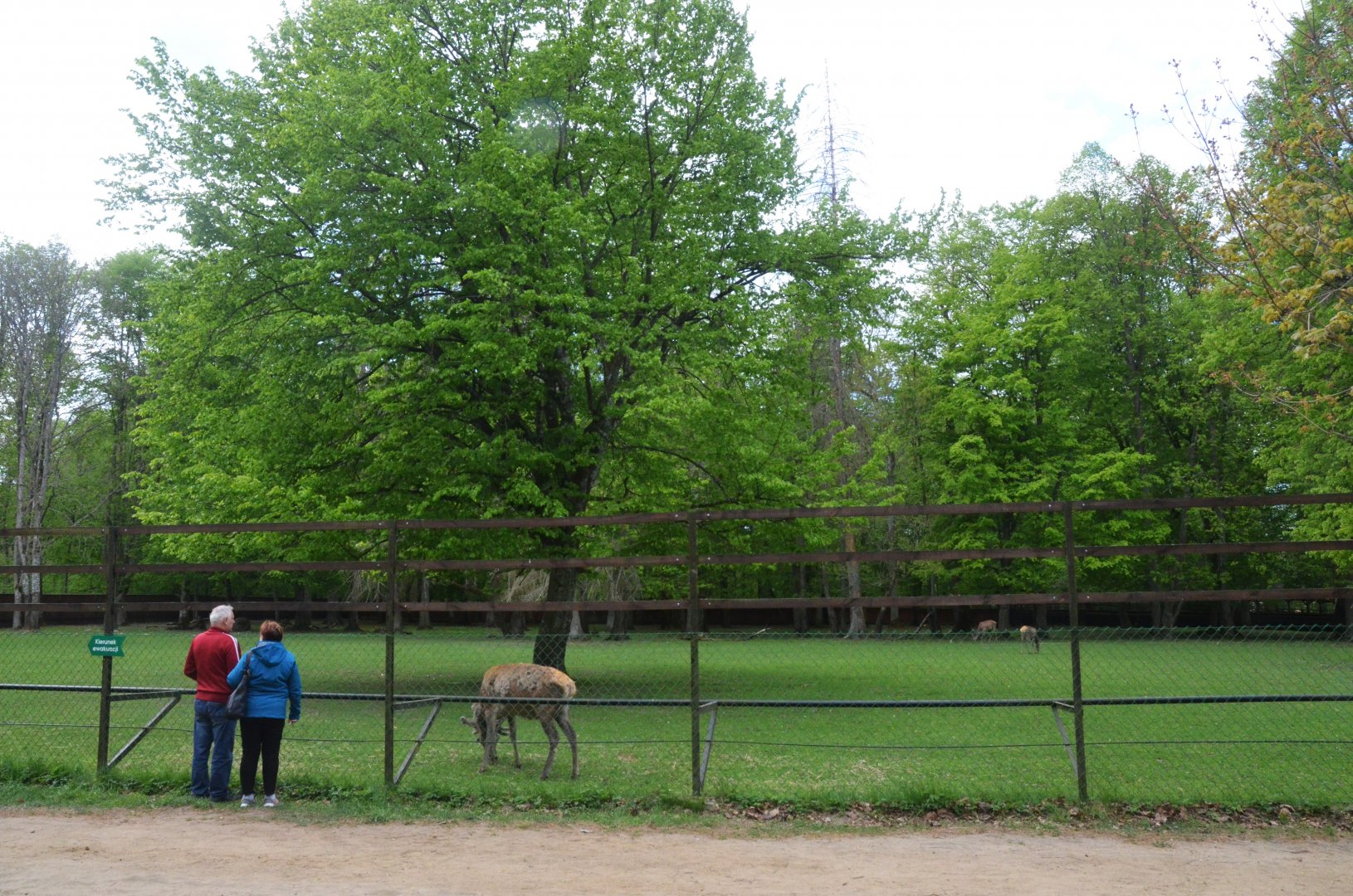 Red Deer Enclosure at Rezerwat Pokazowy Żubrów, Białowieża 07/05/19