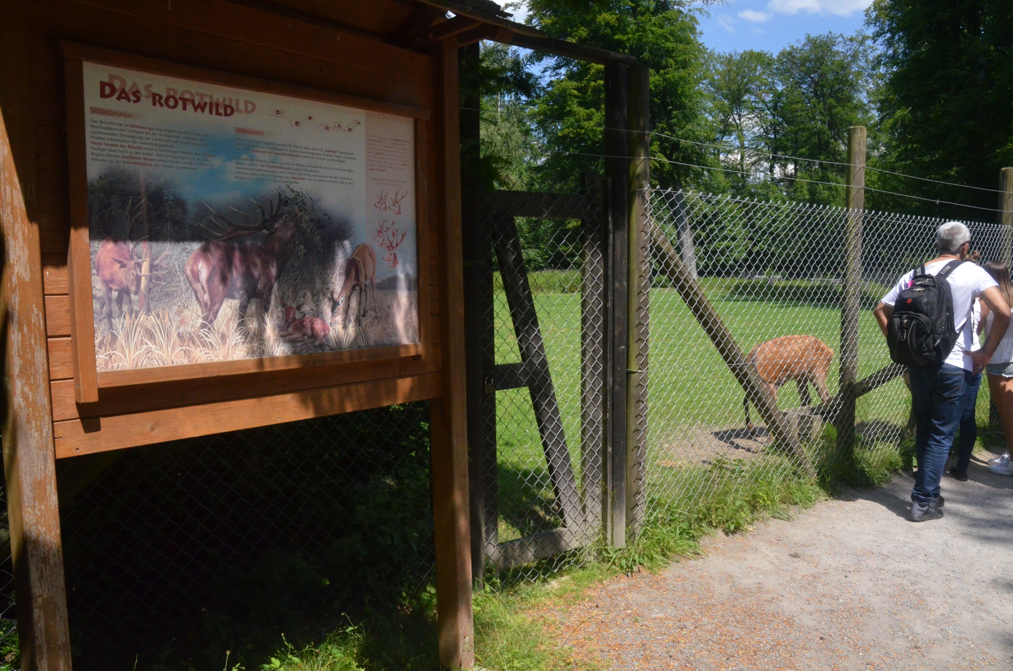 Red Deer Enclosure at Wildpark Grafenberger Wald, 23/06/2019