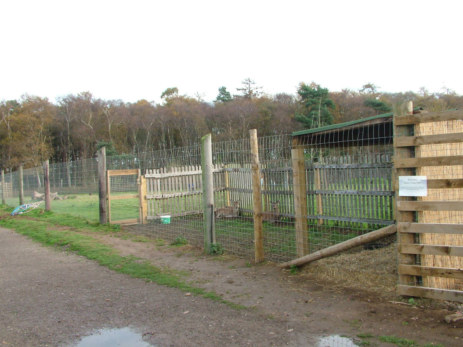 Red Deer enclosure at Yorkshire WP 31/10/09