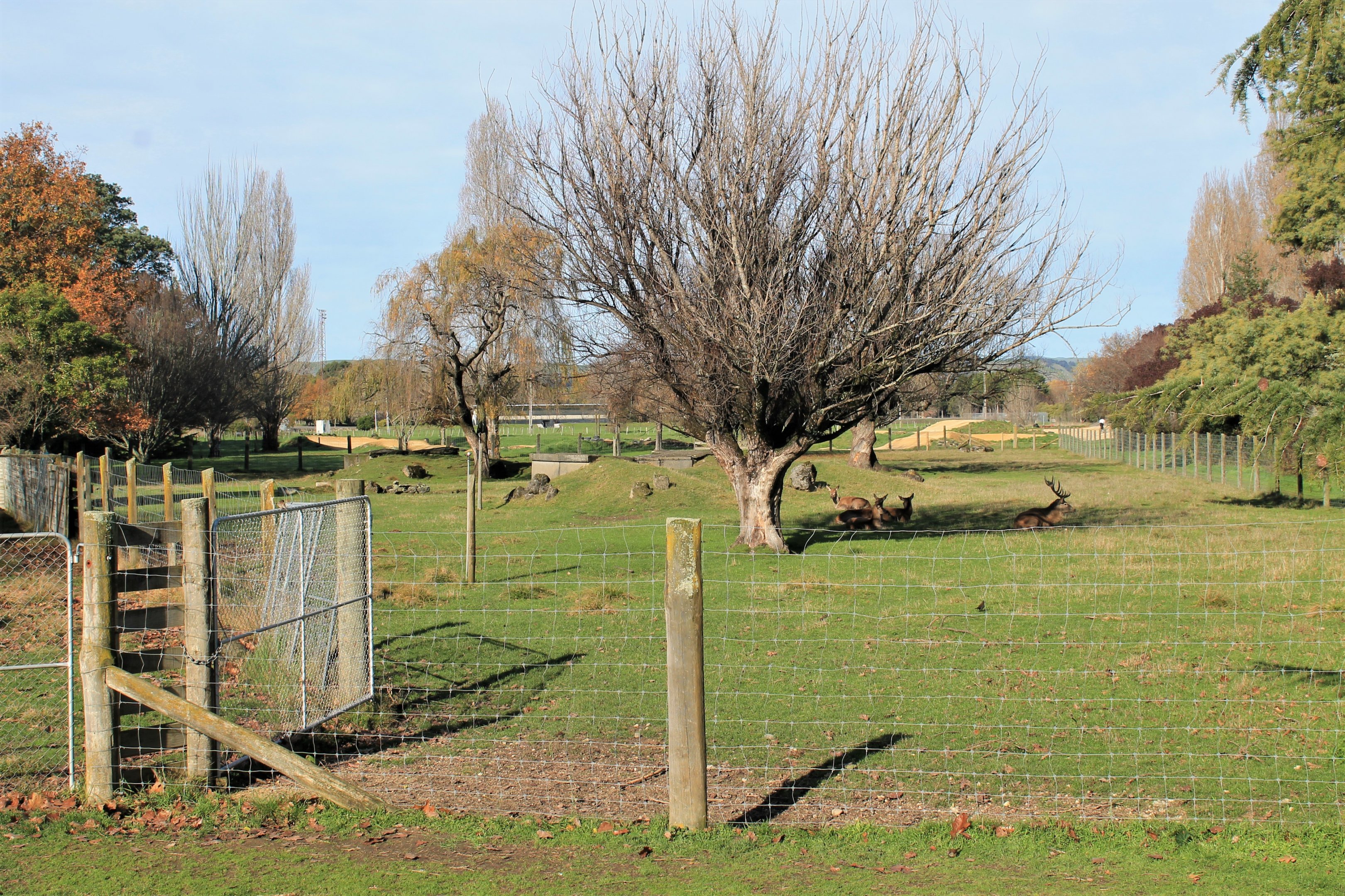 Red Deer enclosure, Queen Elizabeth Park, Masterton