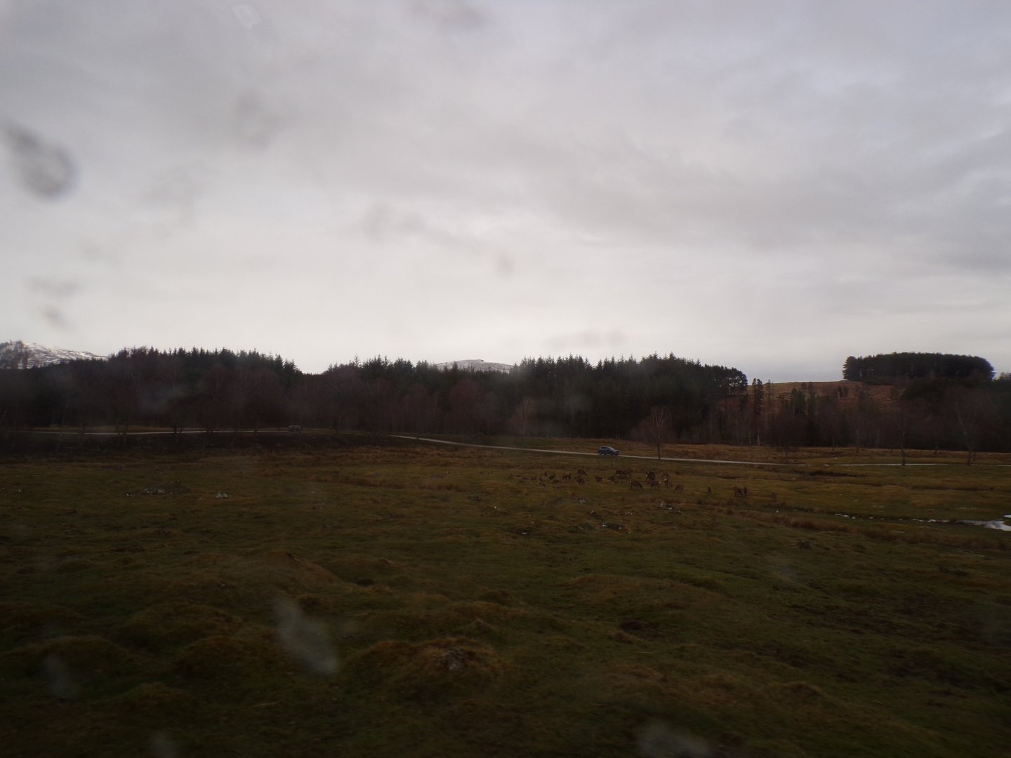 Red deer, European bison and Prezwalski’s horse reserve 5.4.24