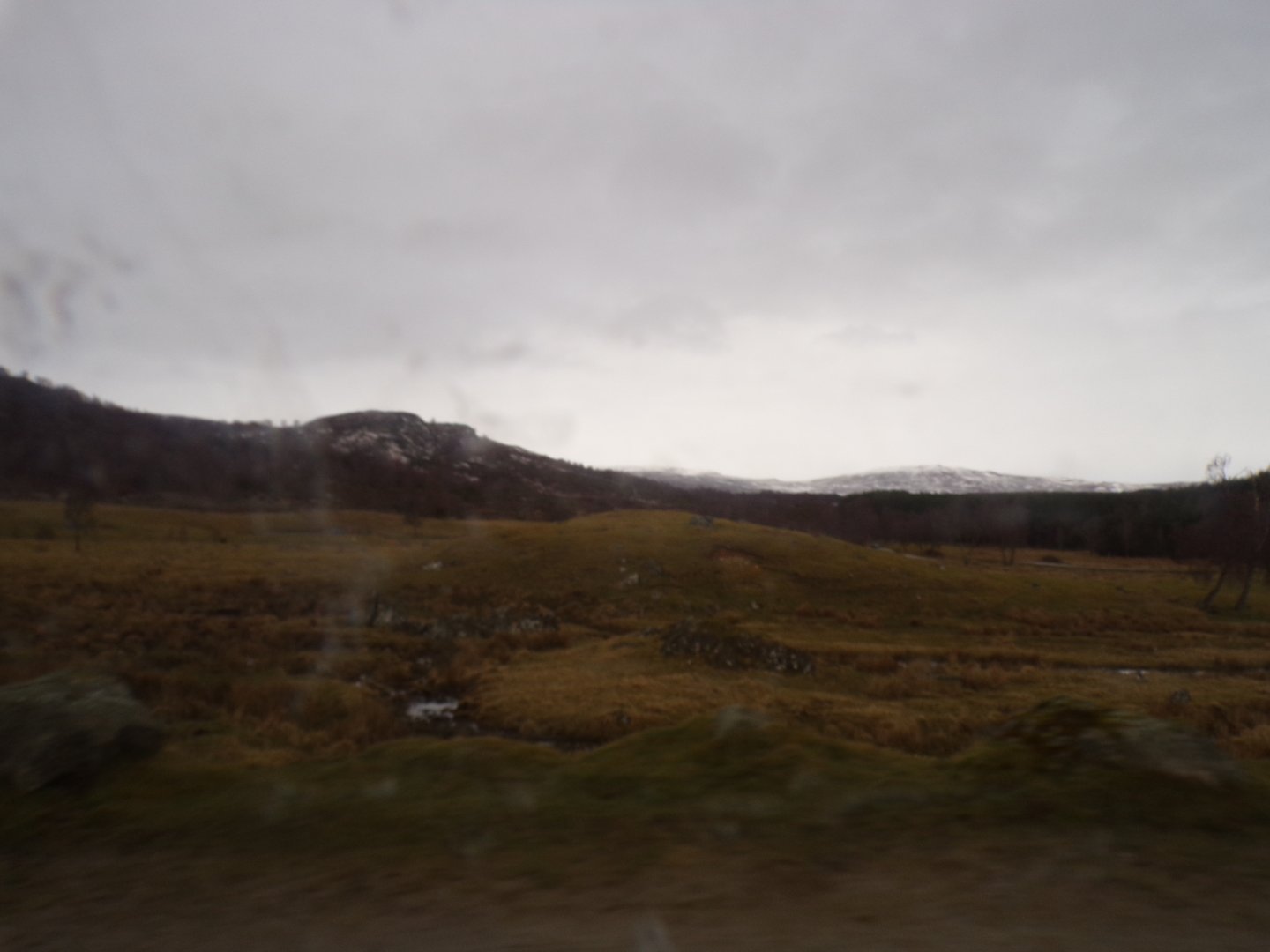 Red deer, European bison and Prezwalski’s horse reserve 5.4.24