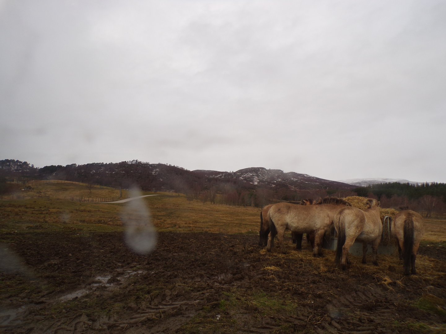 Red deer, European bison and Prezwalski’s horse reserve 5.4.24