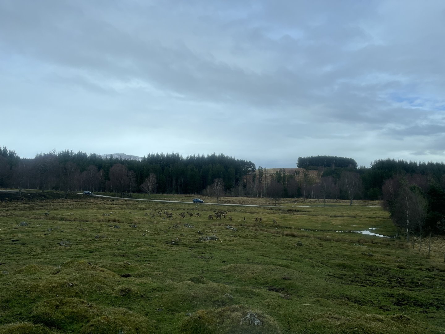 Red deer, European bison and Przewalski’s horse drive-through reserve 5.4.24