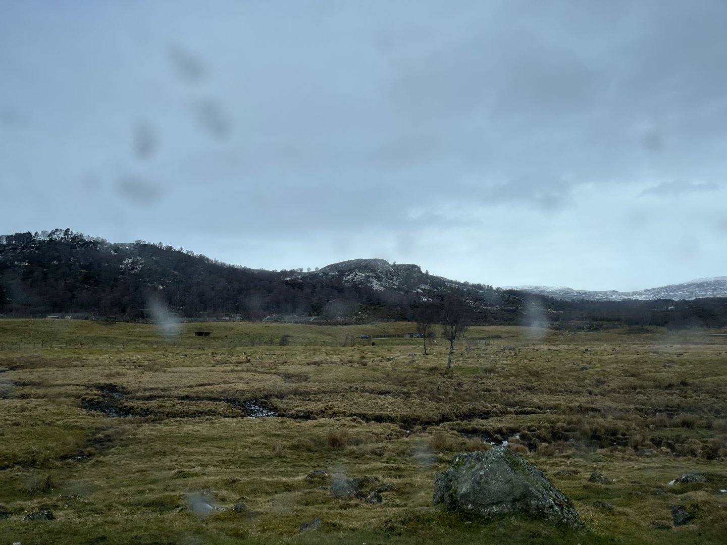 Red deer, European bison and Przewalski’s horse drive-through reserve 5.4.24