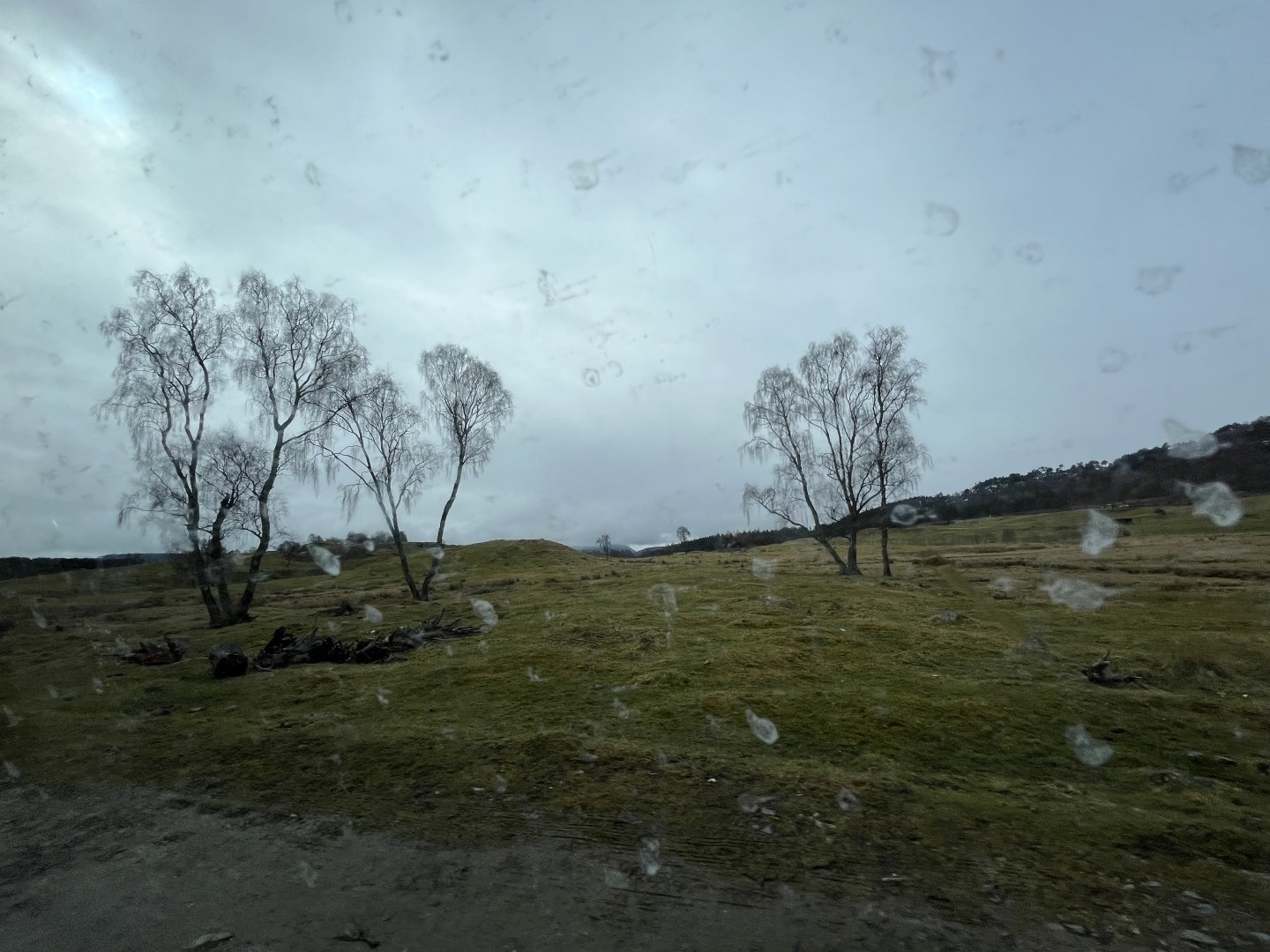 Red deer, European bison and Przewalski’s horse drive-through reserve 5.4.24