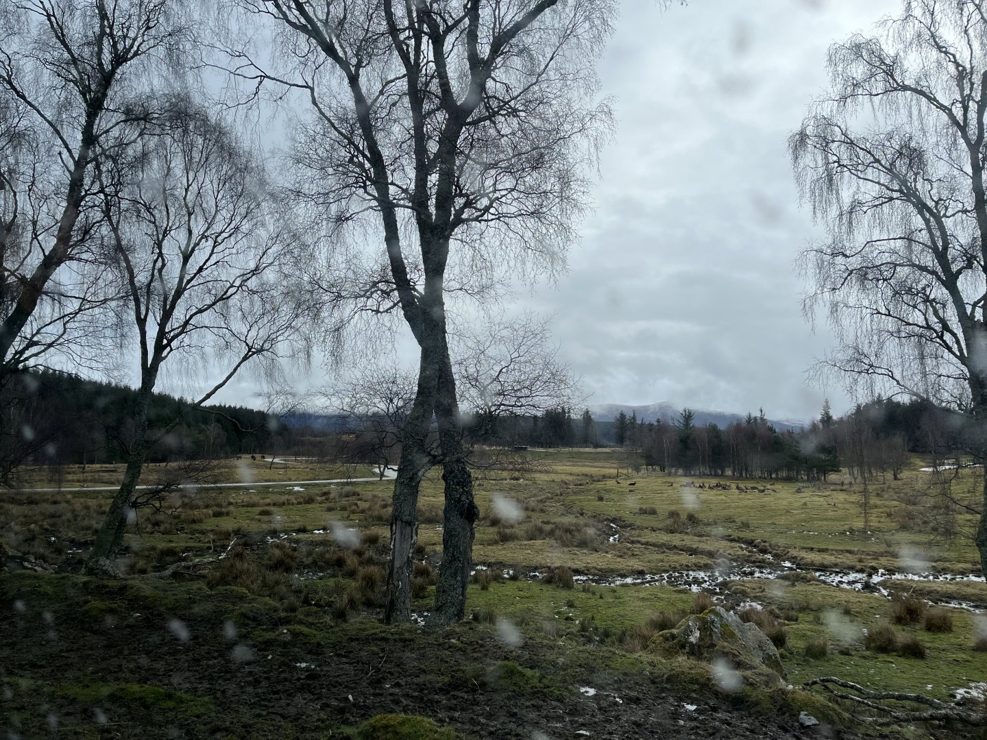 Red deer, European bison and Przewalski’s horse reserve 5.4.24