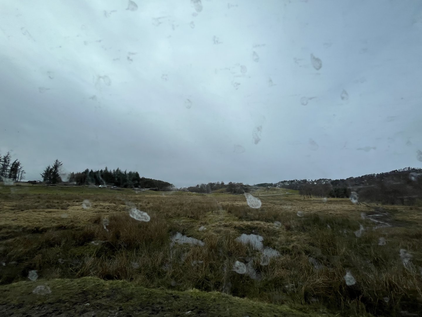 Red deer, European bison and Przewalski’s horse reserve 5.4.24