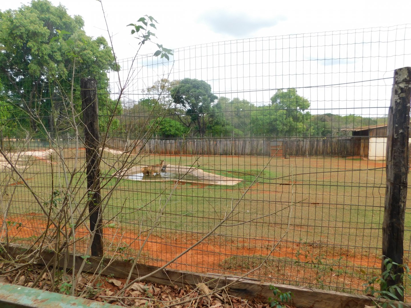 Red deer exhibit - Brasilia zoo