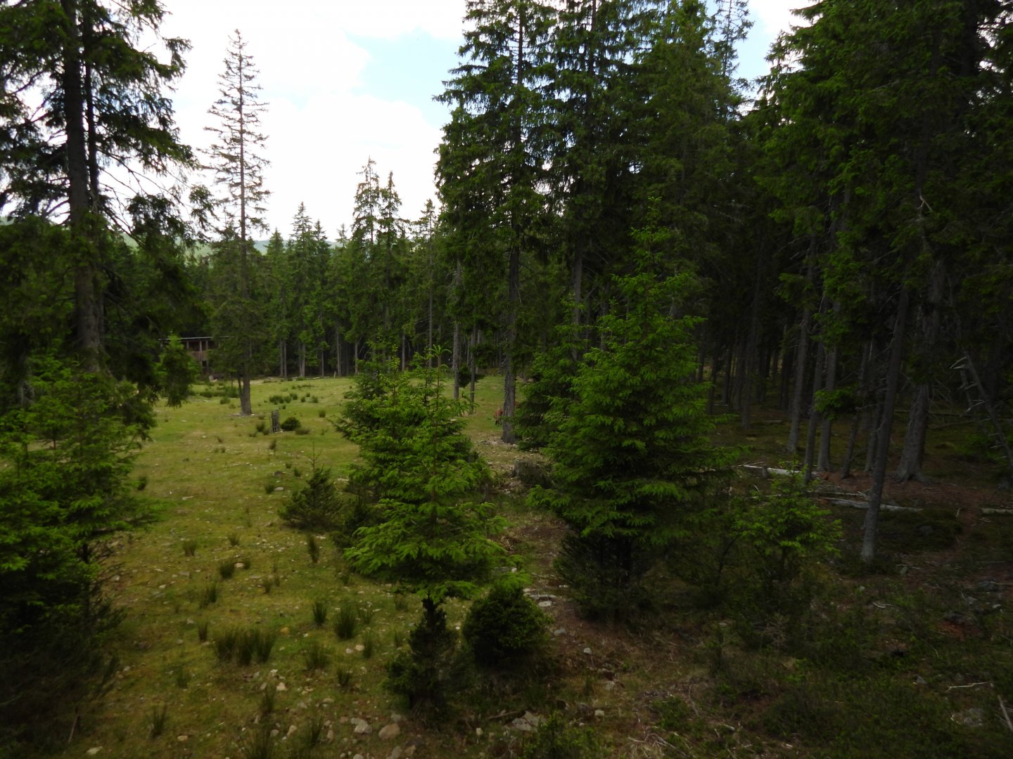 Red deer exhibit - National park Sumava, visitor center Kvilda