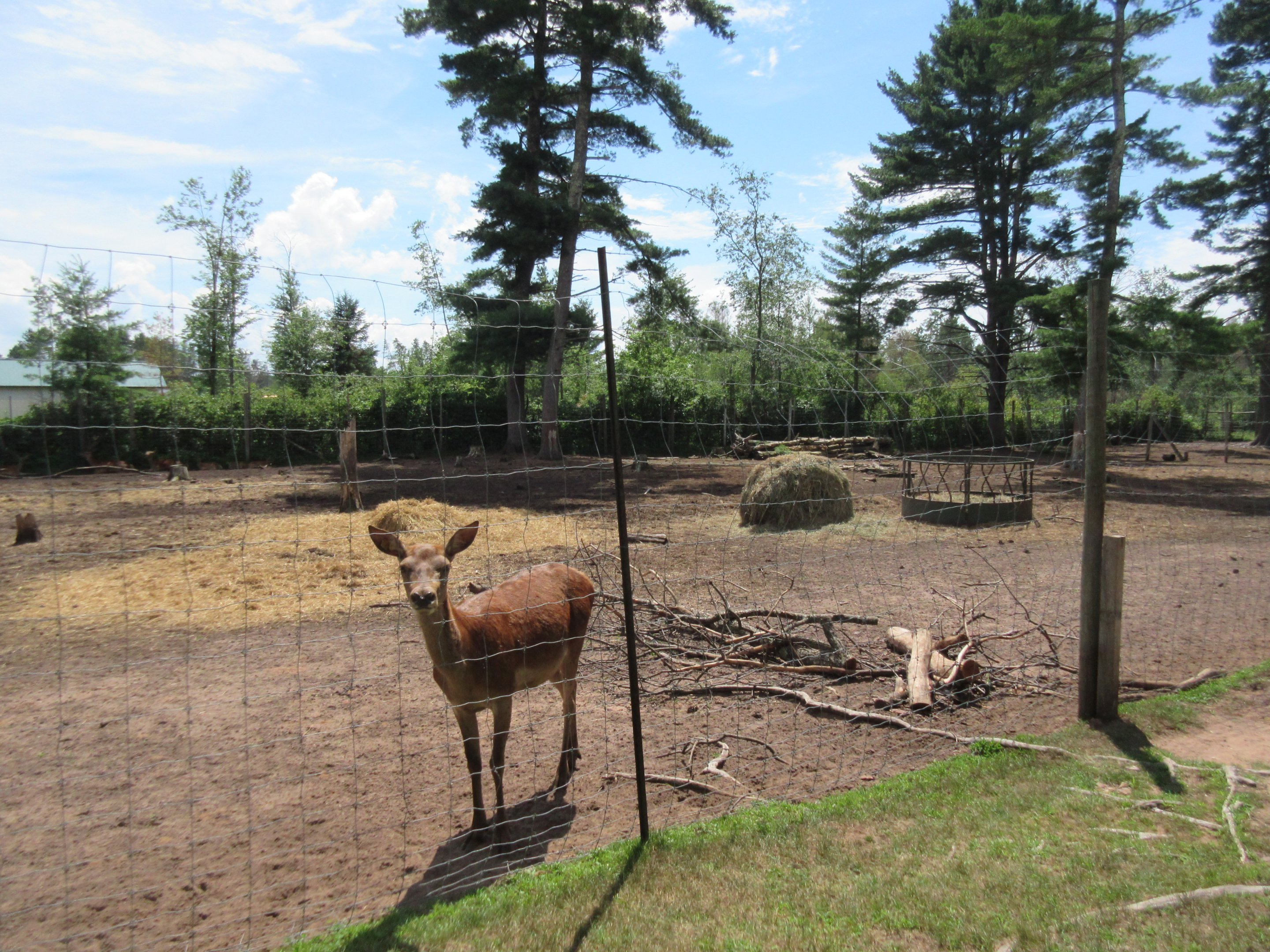 Red Deer Exhibit