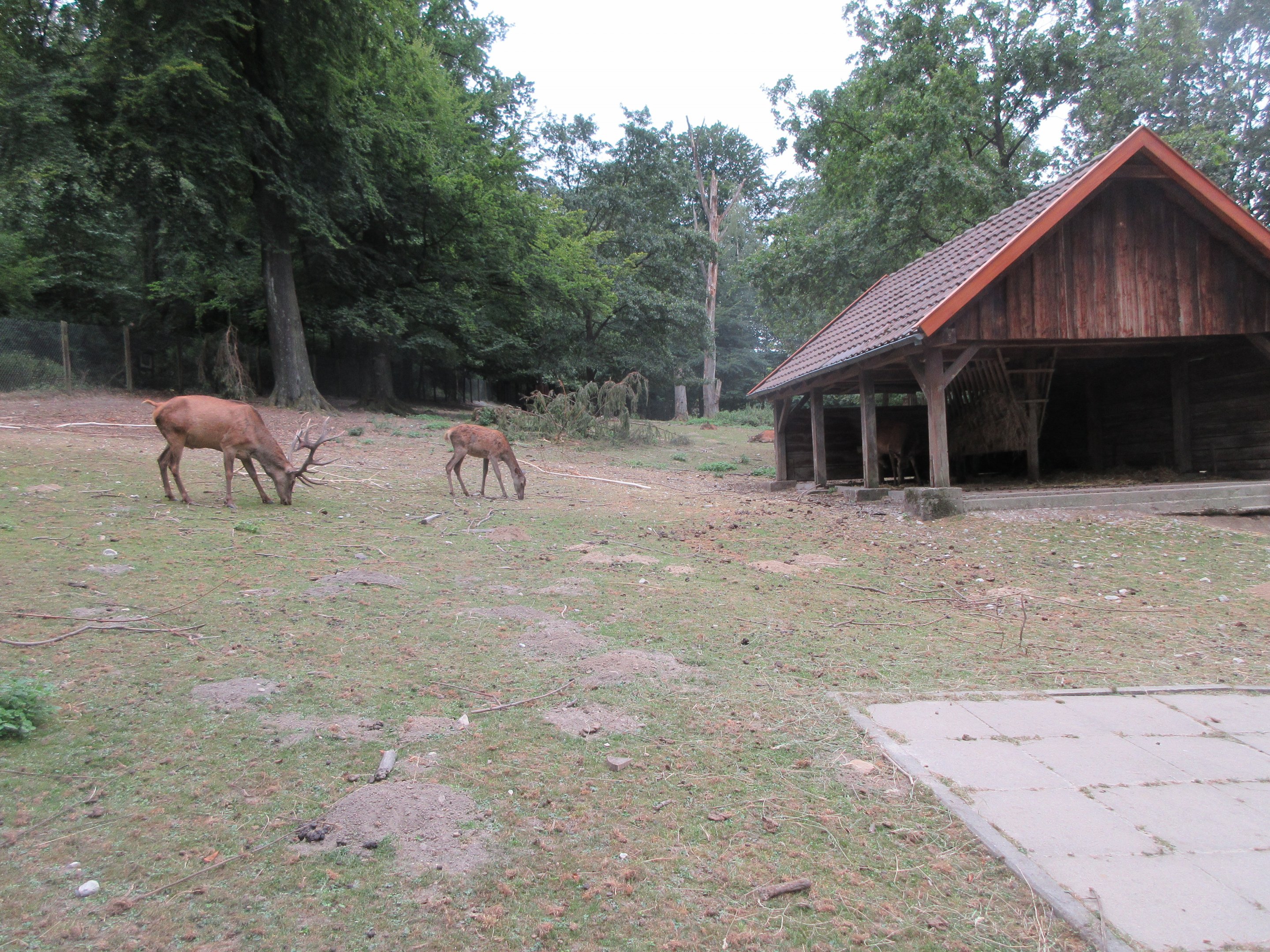 Red Deer Exhibit