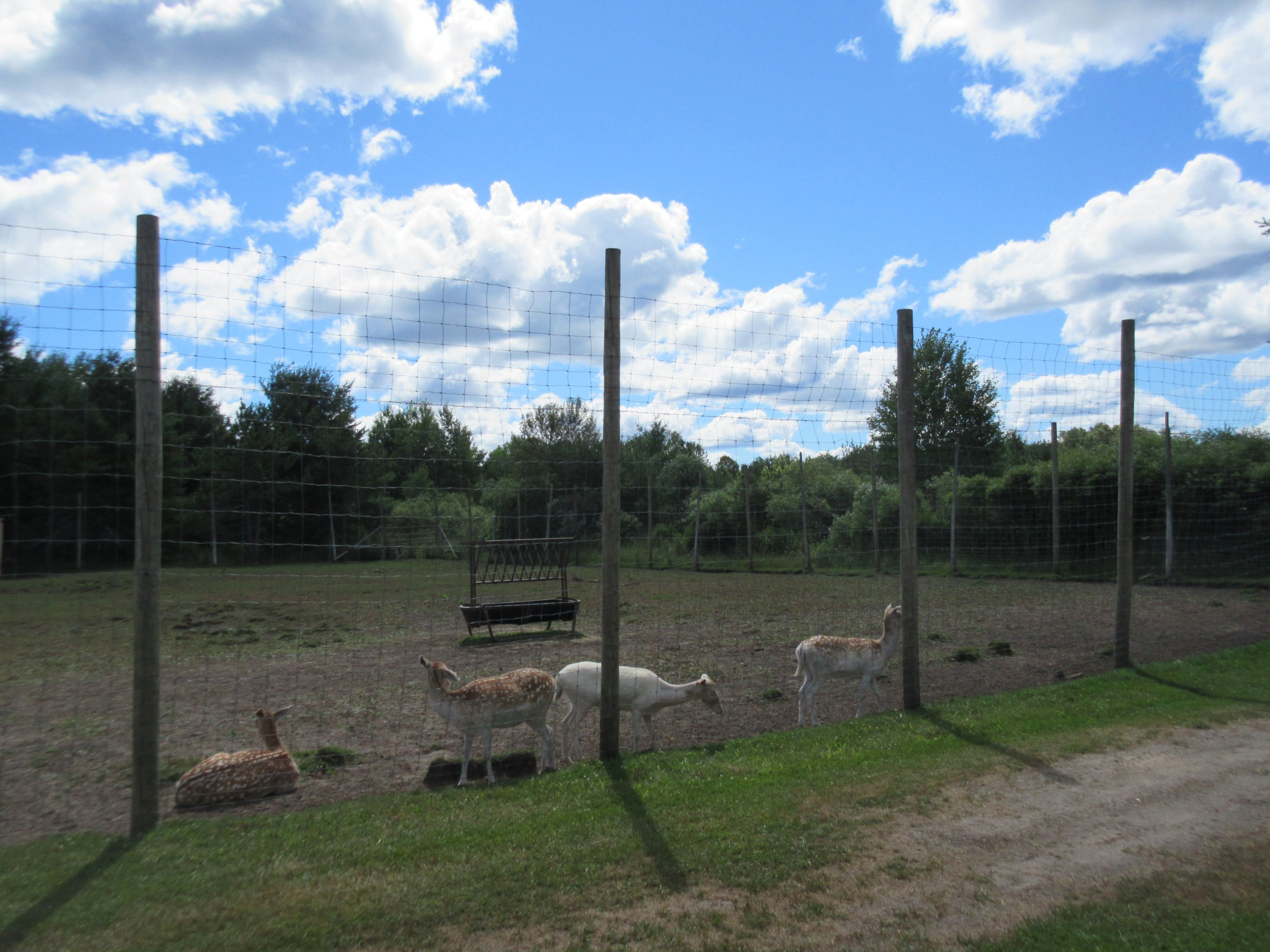 Red Deer/Fallow Deer Exhibit