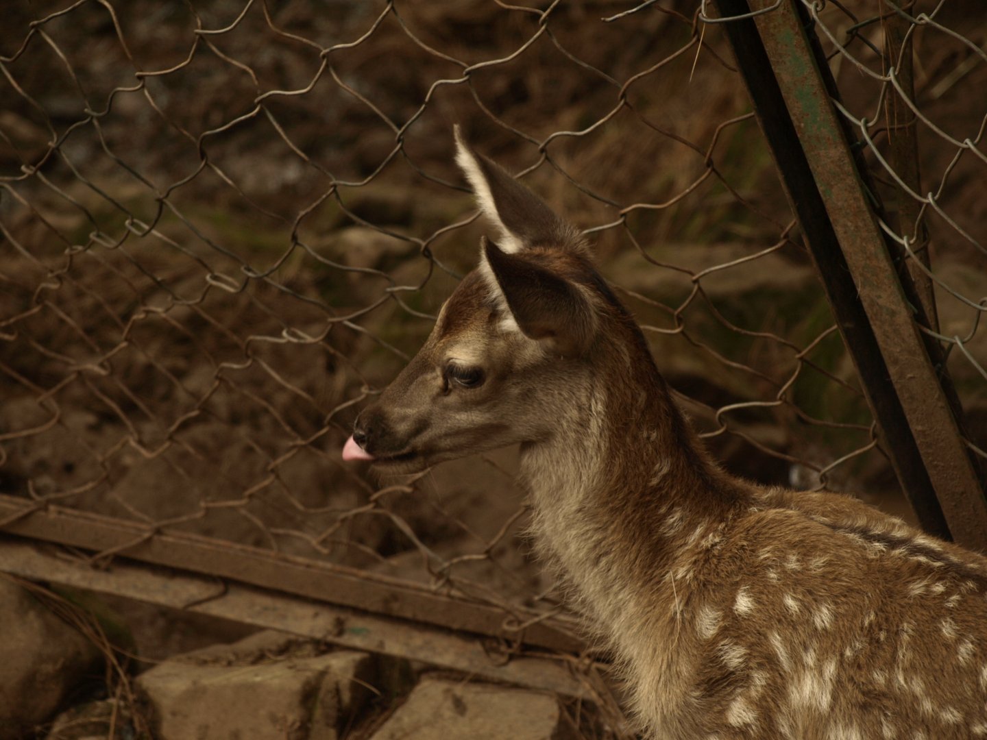 Red deer fawn - Bansra Gali Wildlife Park 10/7/2018