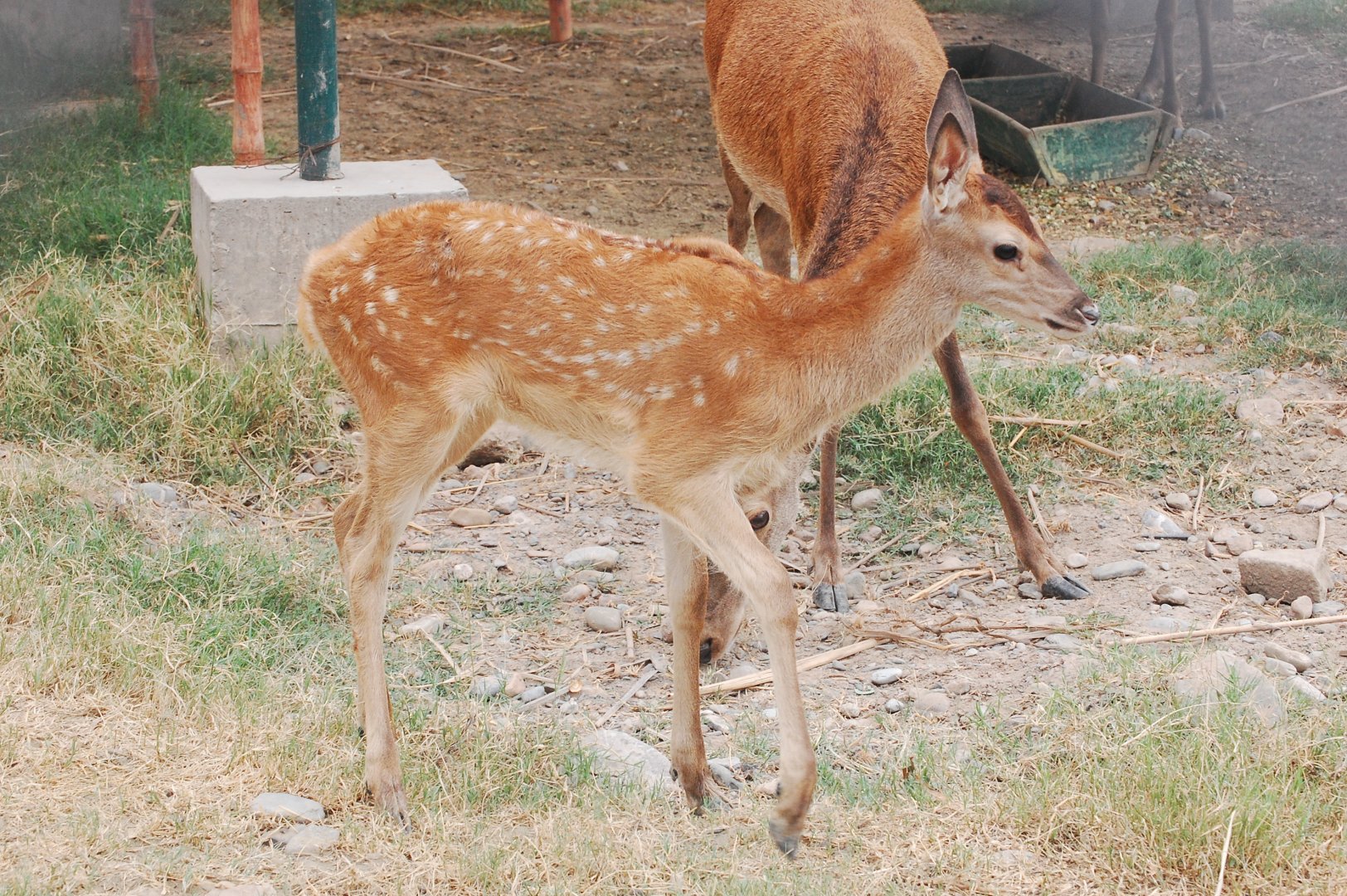 Red deer fawn - Peshawar zoo 6/23/2019