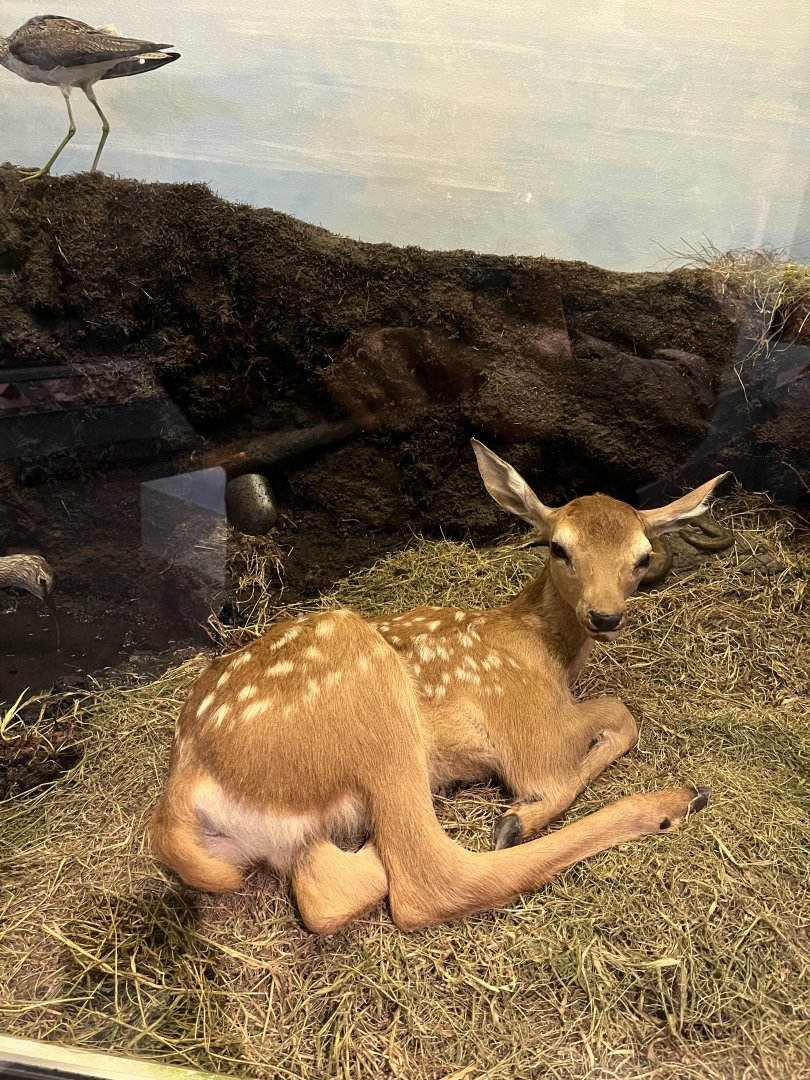 Red deer fawn (taken at Inverness museum 3.4.24)
