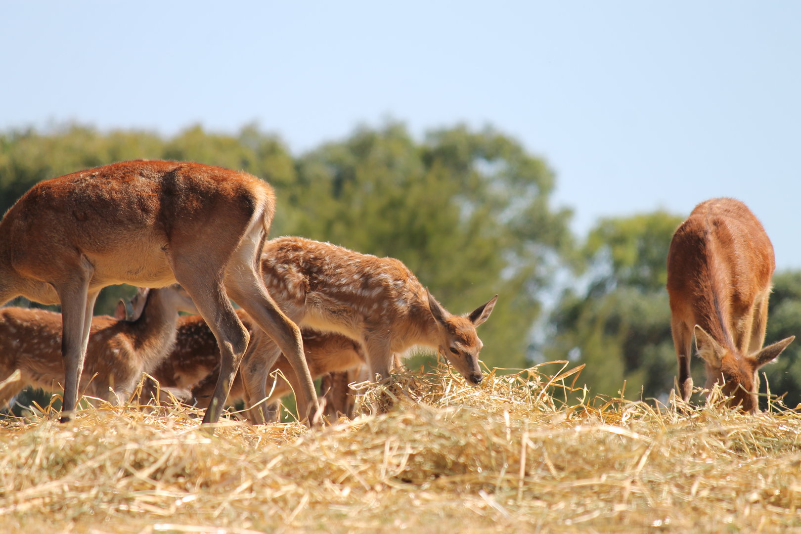 Red Deer Fawn