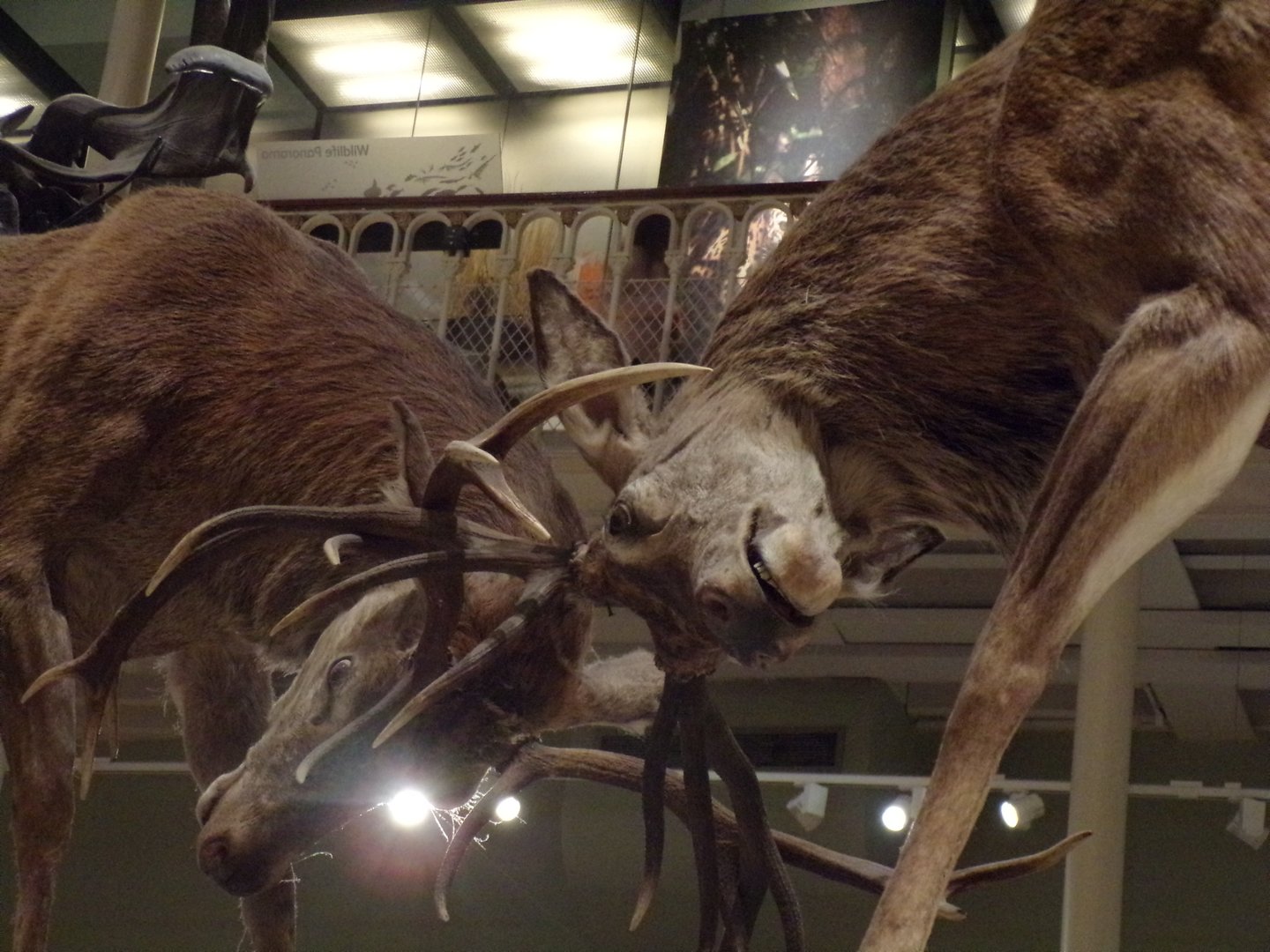 Red deer fighting 30.12.22