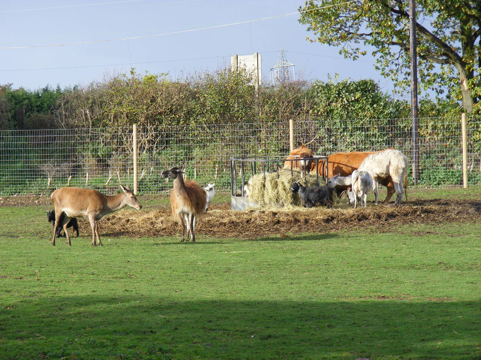 Red deer, goats, llamas and limousin cattle at Yorkshire Wildlife Park, 12