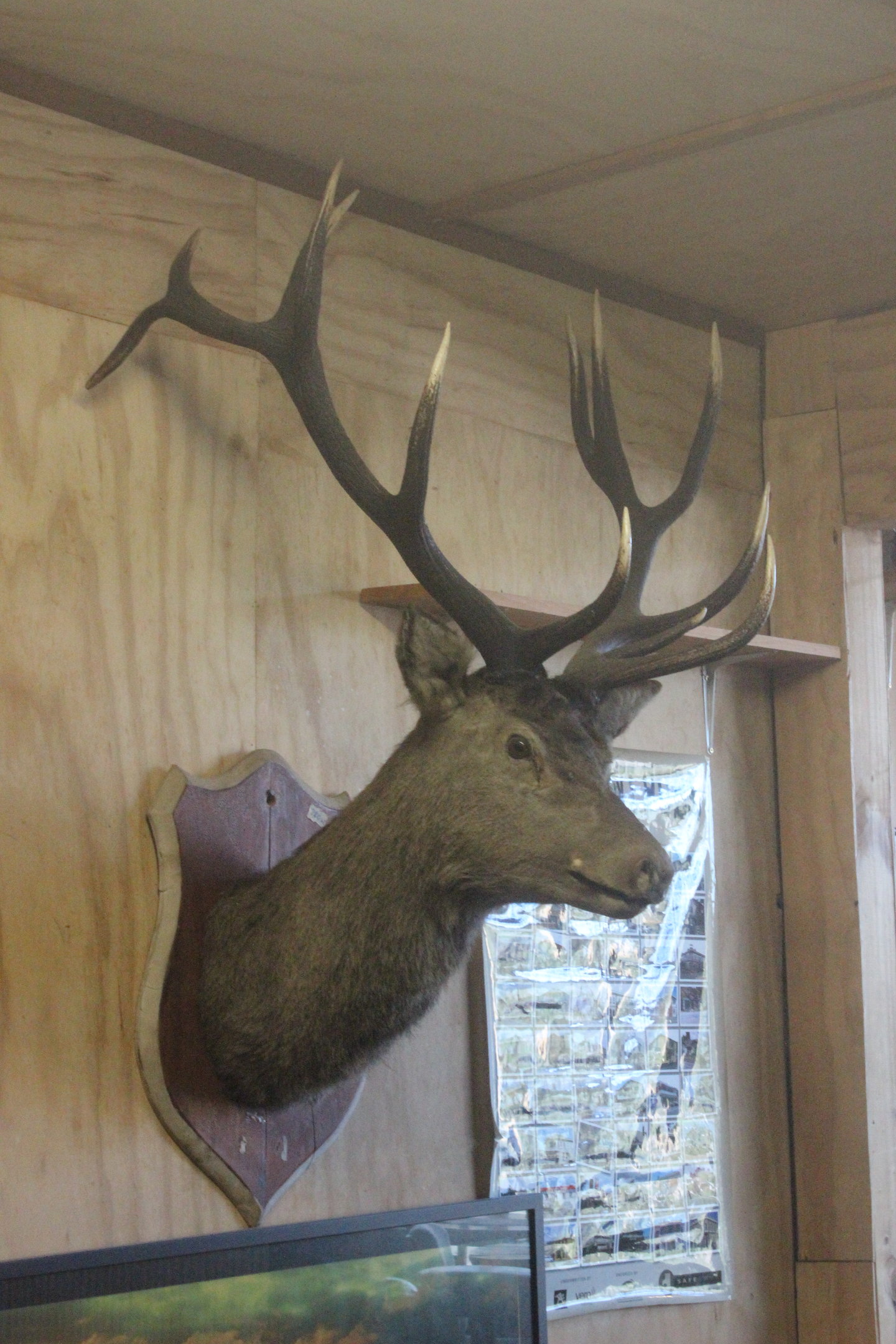 Red Deer head mount, The Deer Story Museum & Café