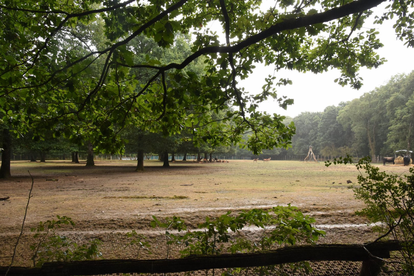 Red Deer & Heck Cattle enclosure