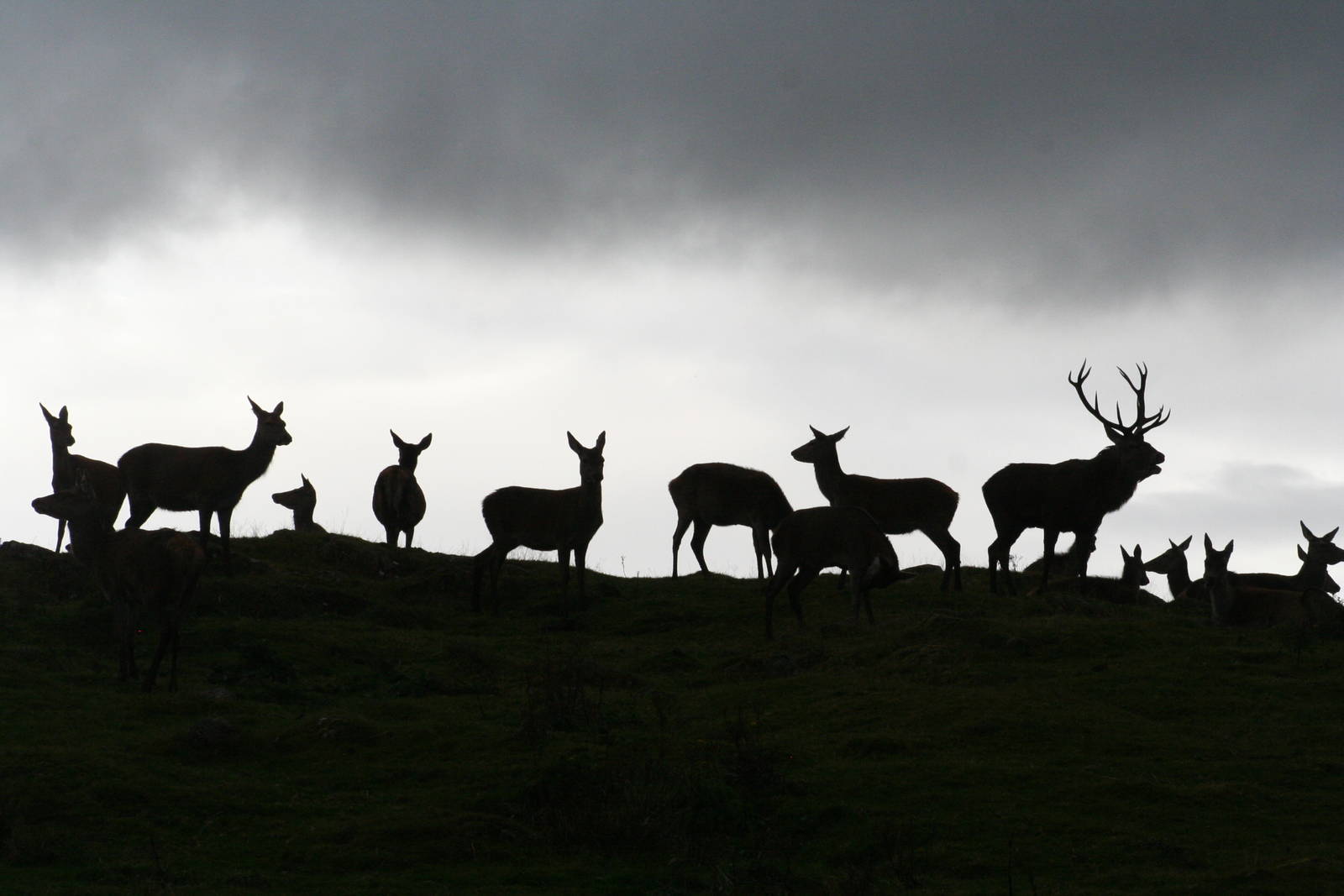 Red Deer herd @ Highland Wildlife Park; 16.10.2014
