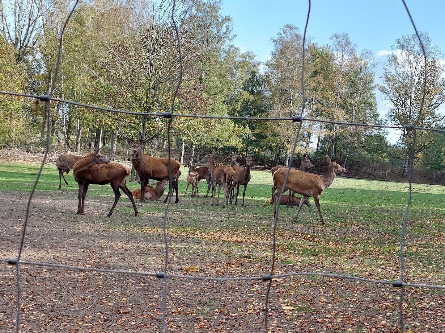 Red deer herd