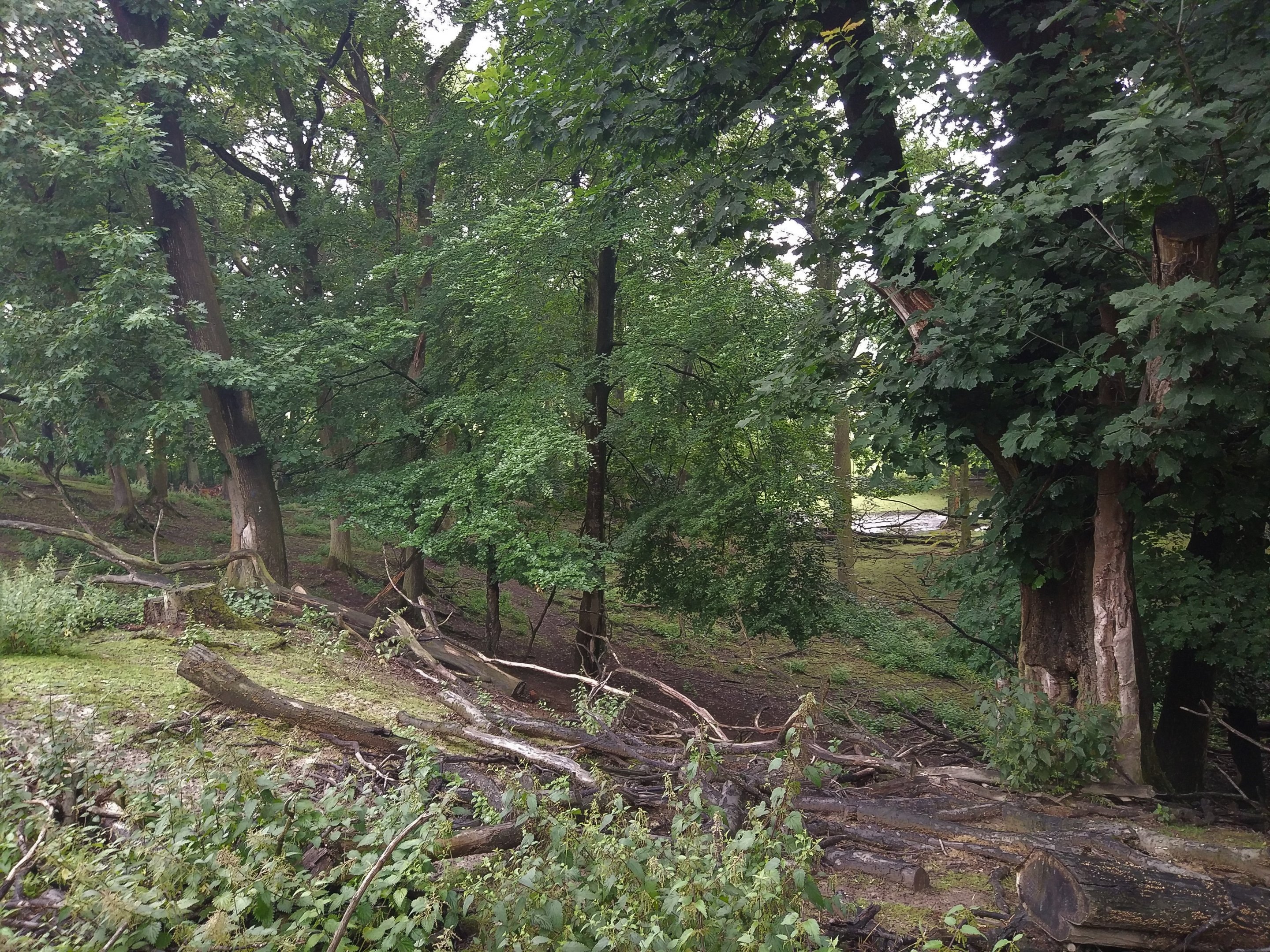 Red Deer Hillside Paddock