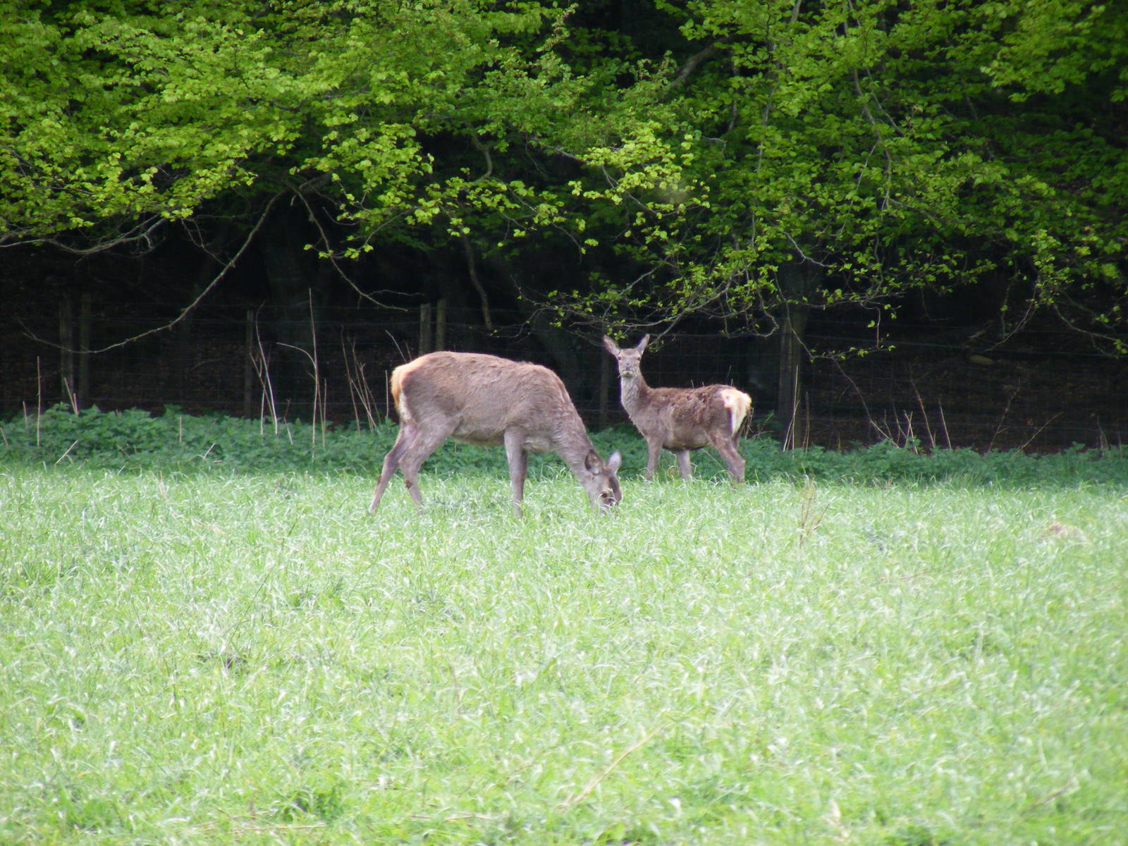 Red deer in a field between Comrie and Loch Earn, Scotland