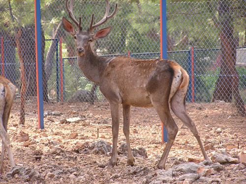 Red Deer in Antalya Zoo