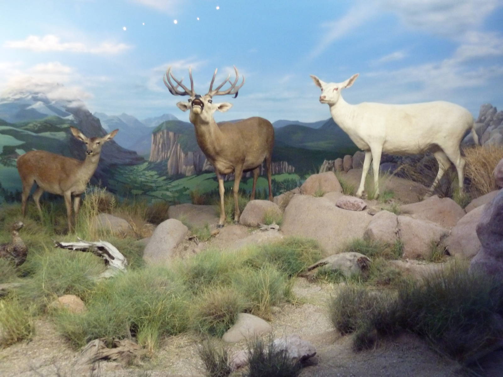 Red Deer (Including An Albino Specimen)