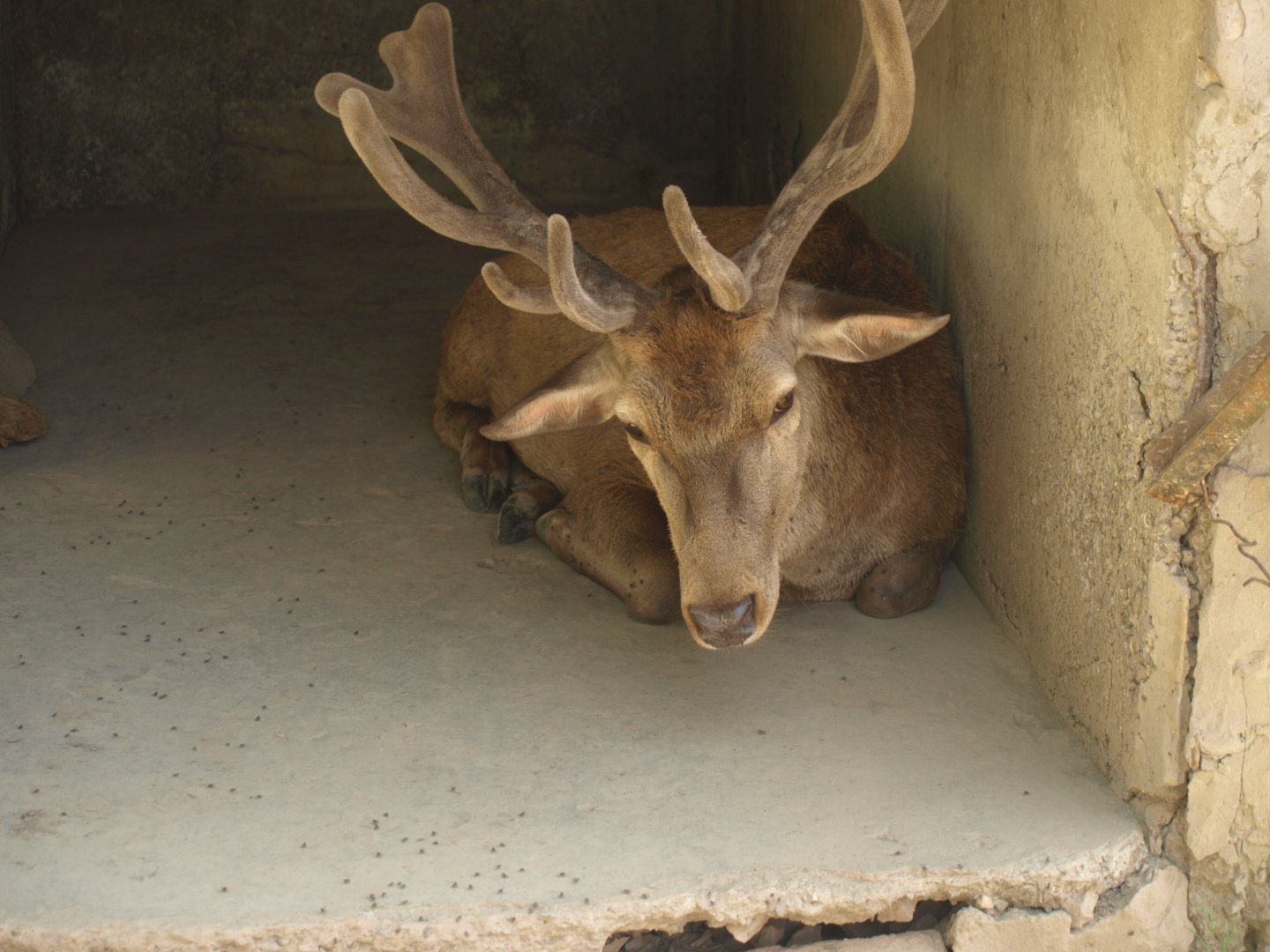 Red deer - Lahore zoo 8/4/2017