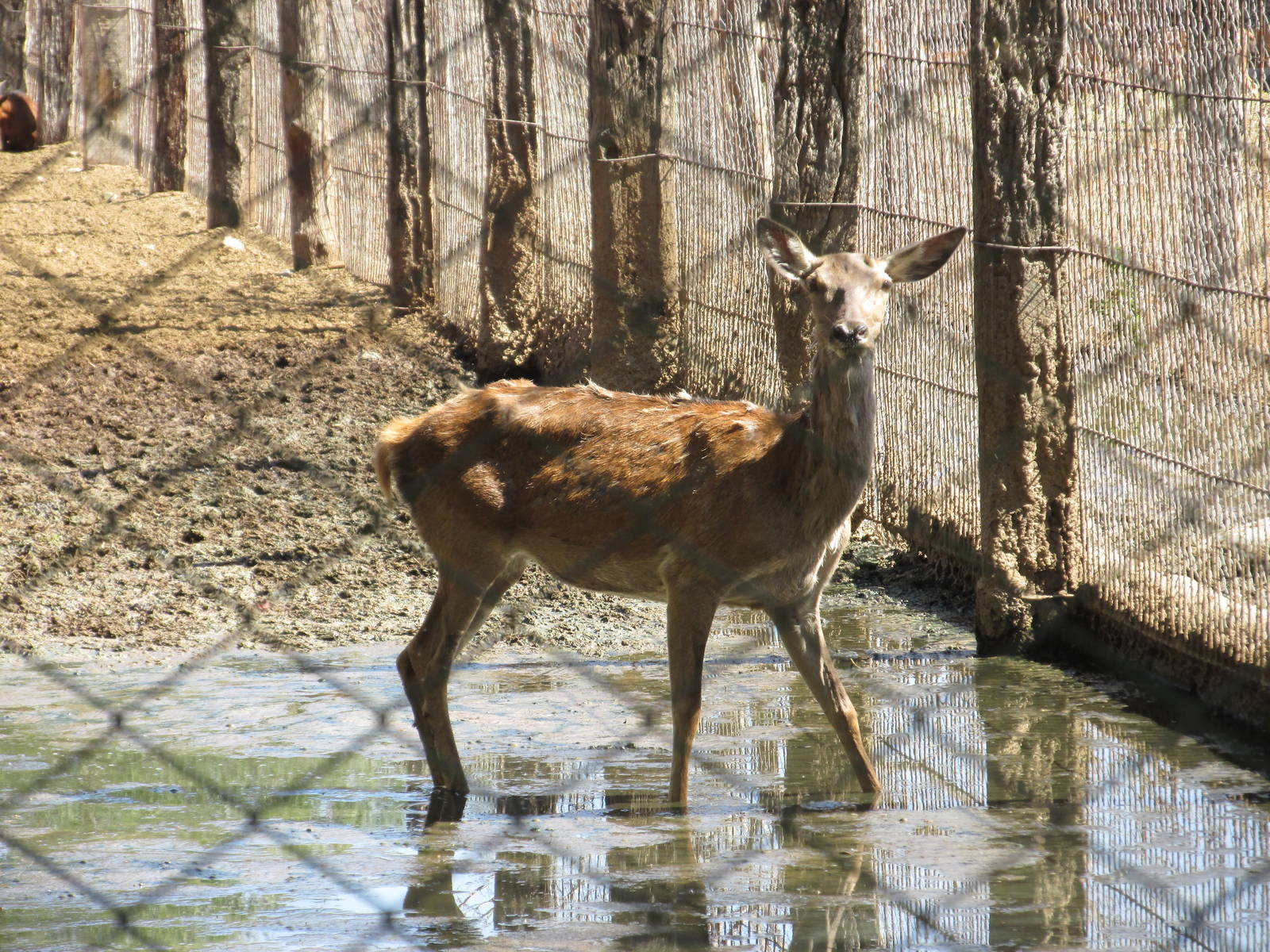 red deer mendoza zoo