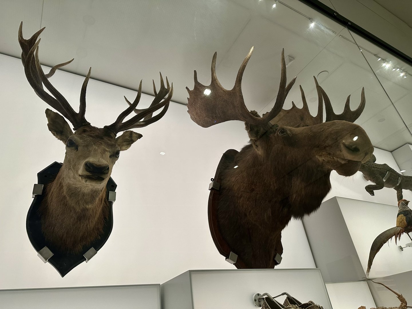 Red Deer/Moose