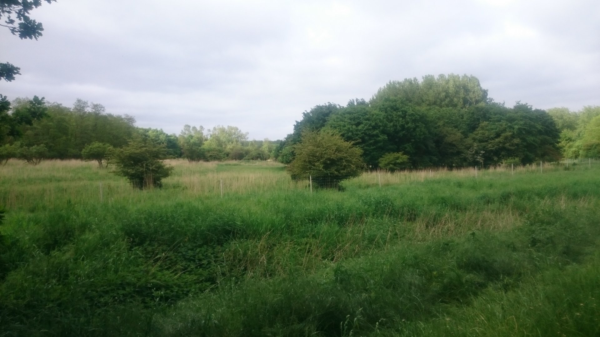 Red Deer - Mouflon enclosure